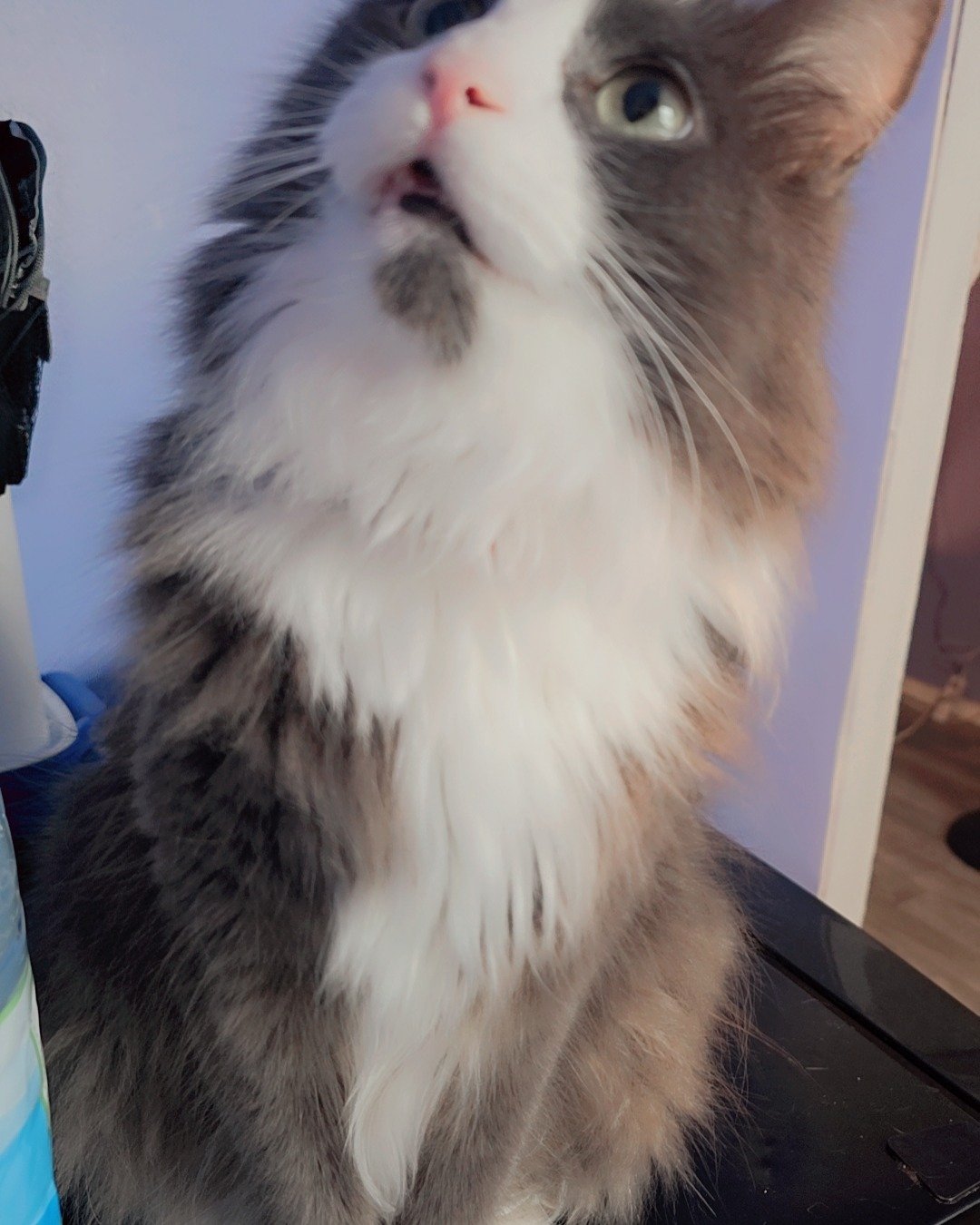 Gollum the Siamese mix. Cat, Kitten, Angora