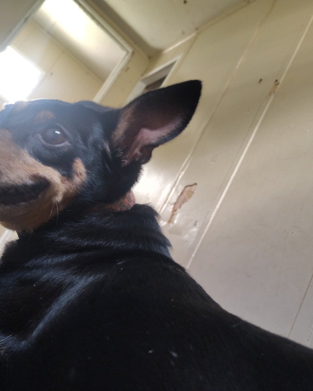 kylo the Miniature Pinscher mix. Dog, Puppy, Door, Indoors, Interior Design, Hound