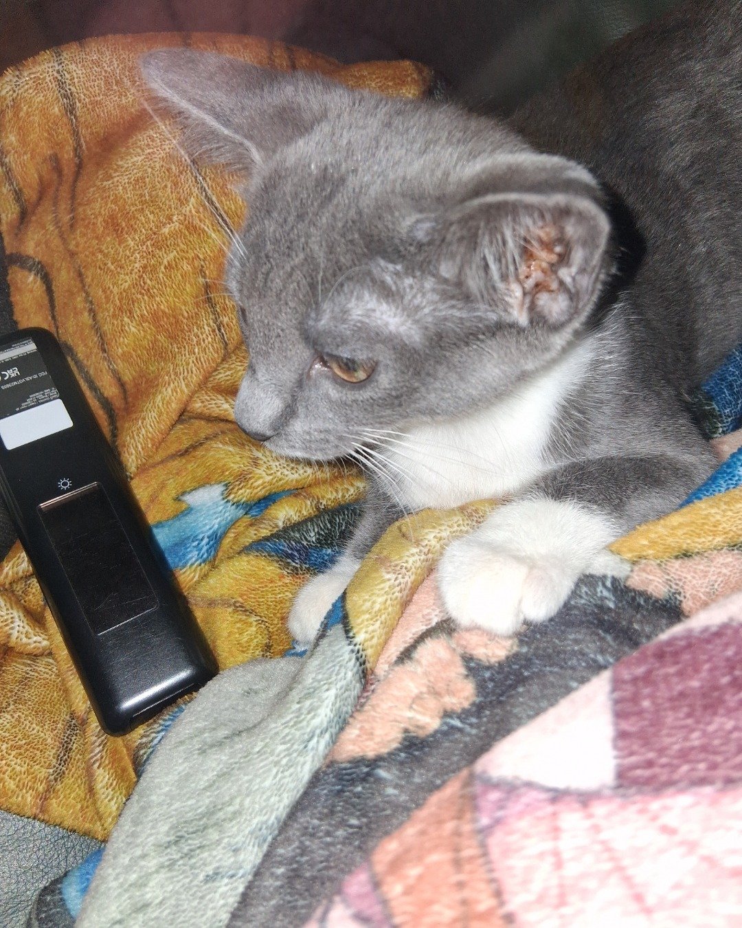 ash the grey tabby and tuxedo mix. Electronics, Phone, Mobile Phone, Blanket, Cat