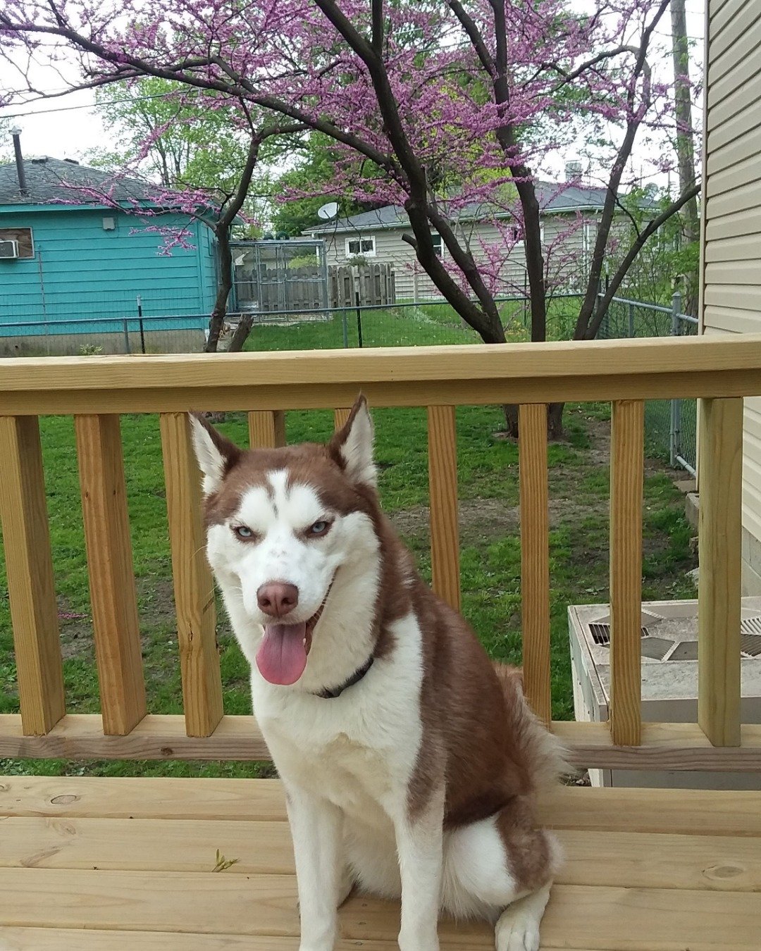 Hela Bella the Siberian Husky. Architecture, Building, Outdoors, Shelter, House, Housing