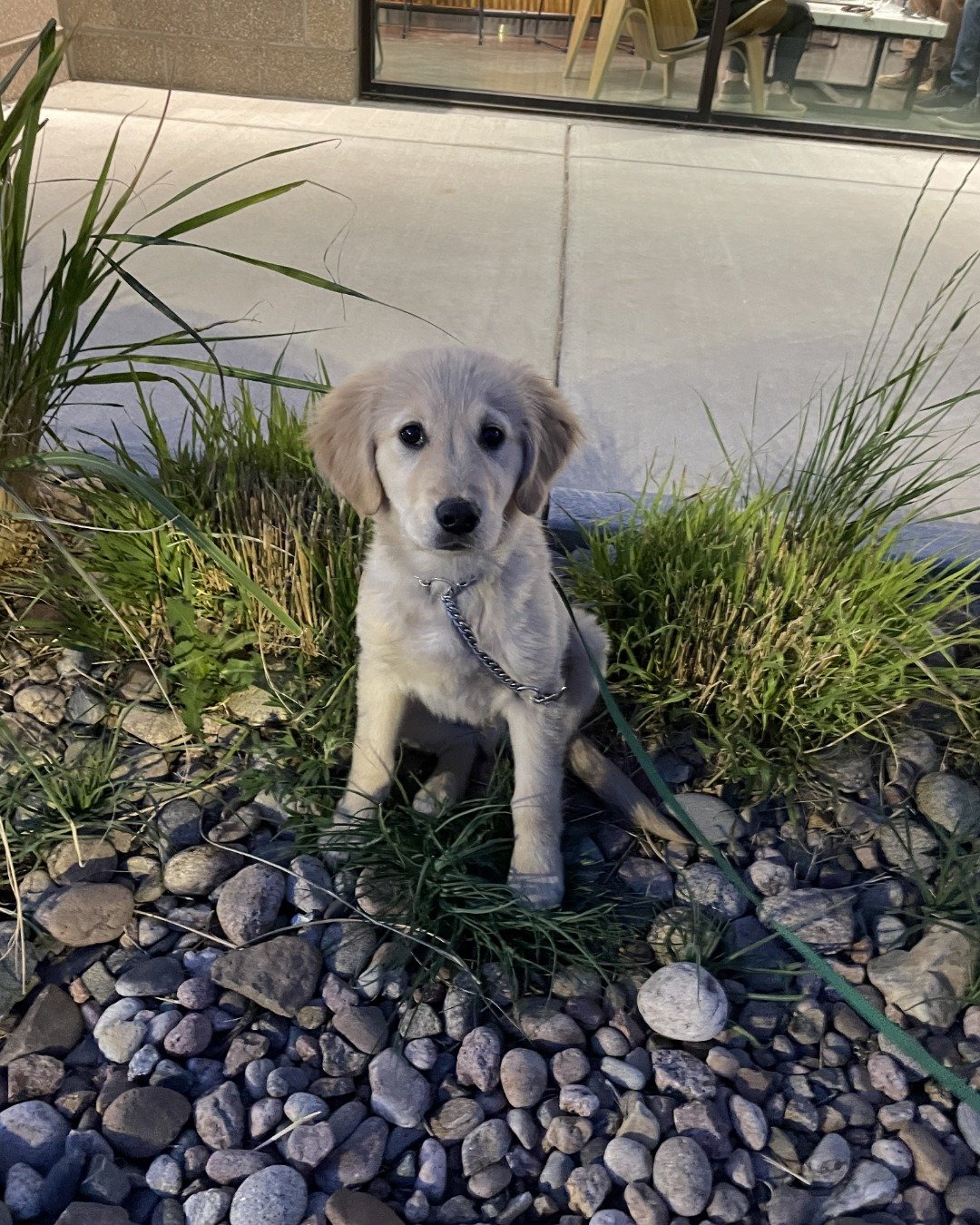 Jeffery. Dog, Puppy, Pebble, Rock, Slate, Person