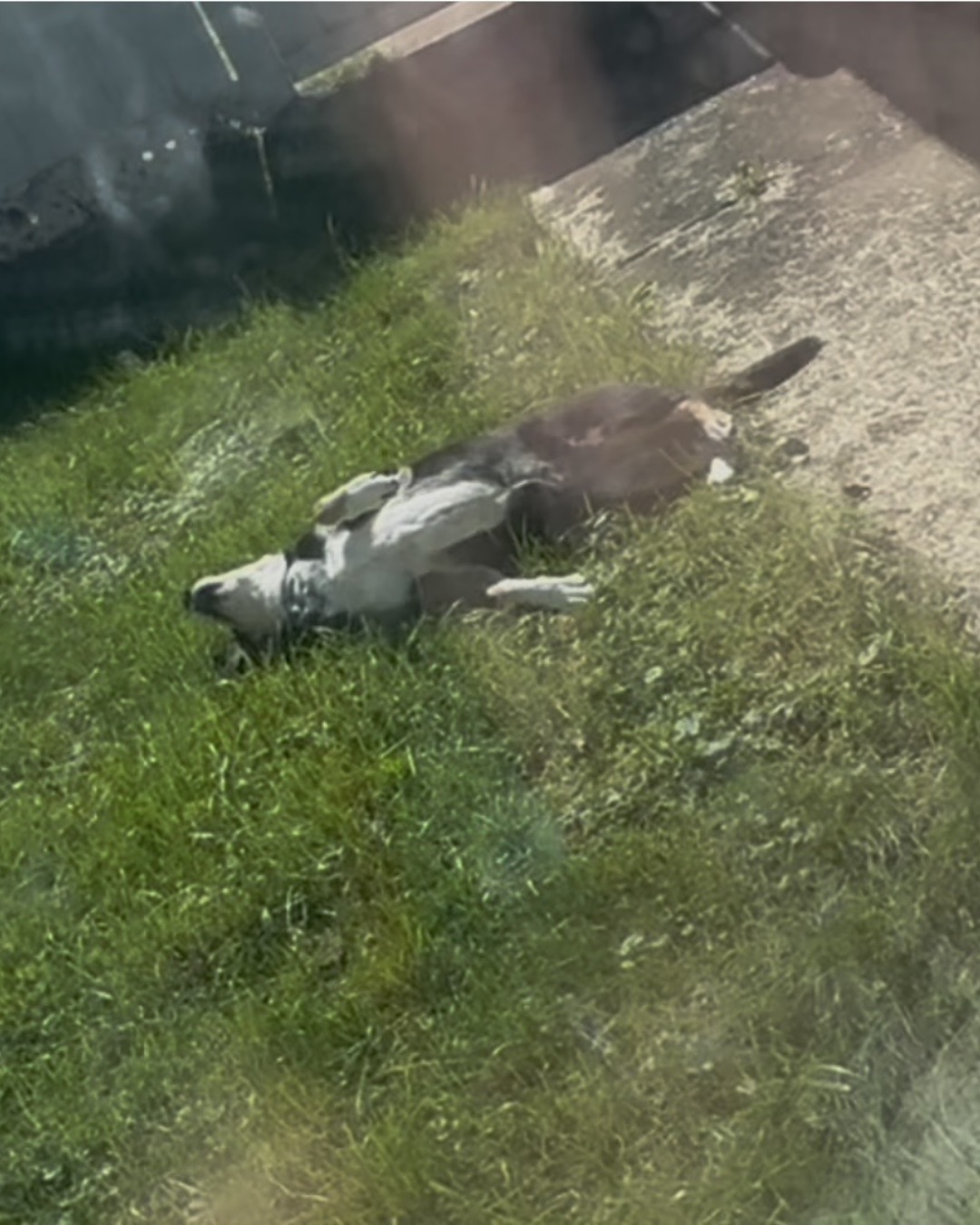 Pippi the Beagle Mix. Grass, Plant, Bird, Outdoors