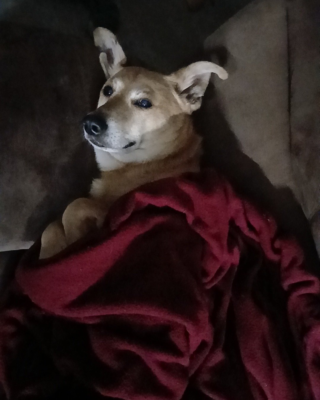 Rascal the German shepherd mix. Dog, Puppy, Blanket, Person