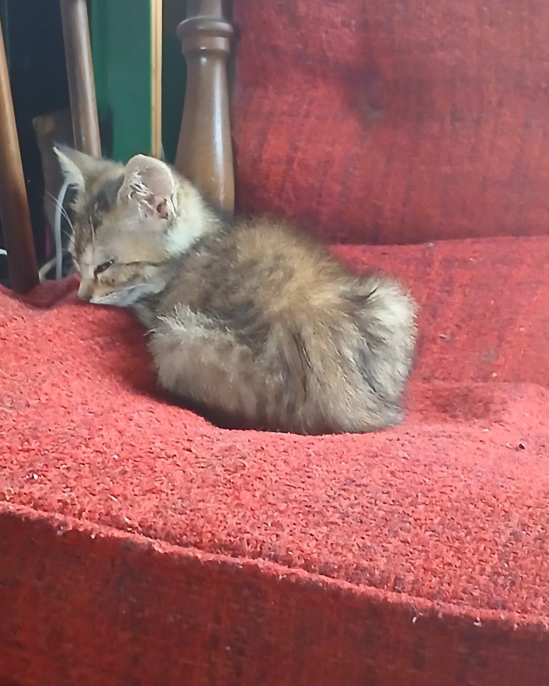 willow the tabby. Cat, Kitten, Couch, Furniture
