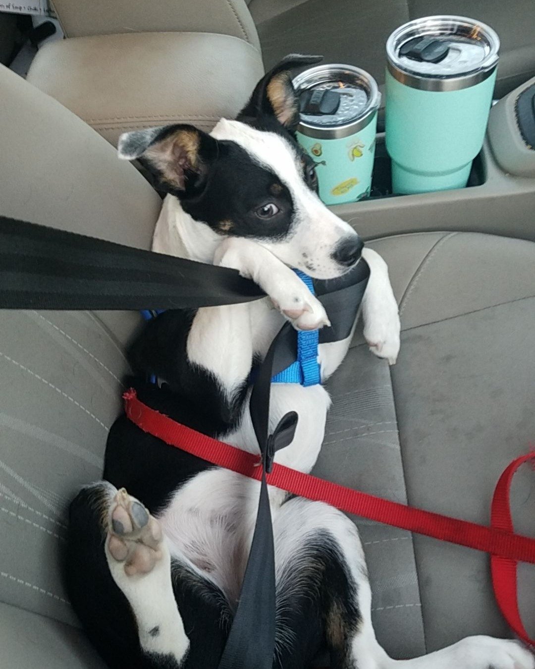 Midi the Aussie/ Blue Heeler. Dog, Puppy, Accessories, Belt, Strap, Hound