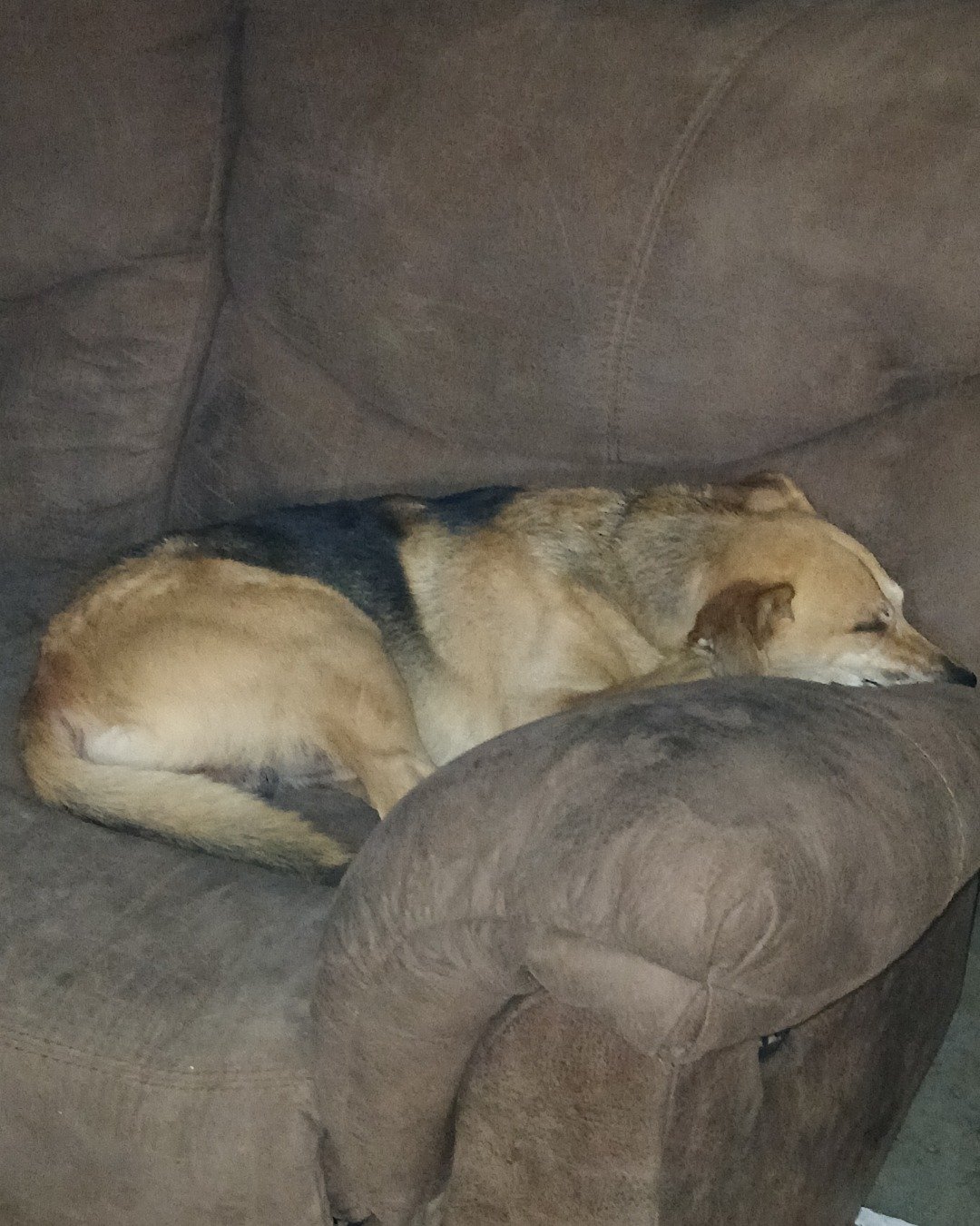 Rascal the German shepherd mix. Couch, Furniture, Chair, Dog, Armchair