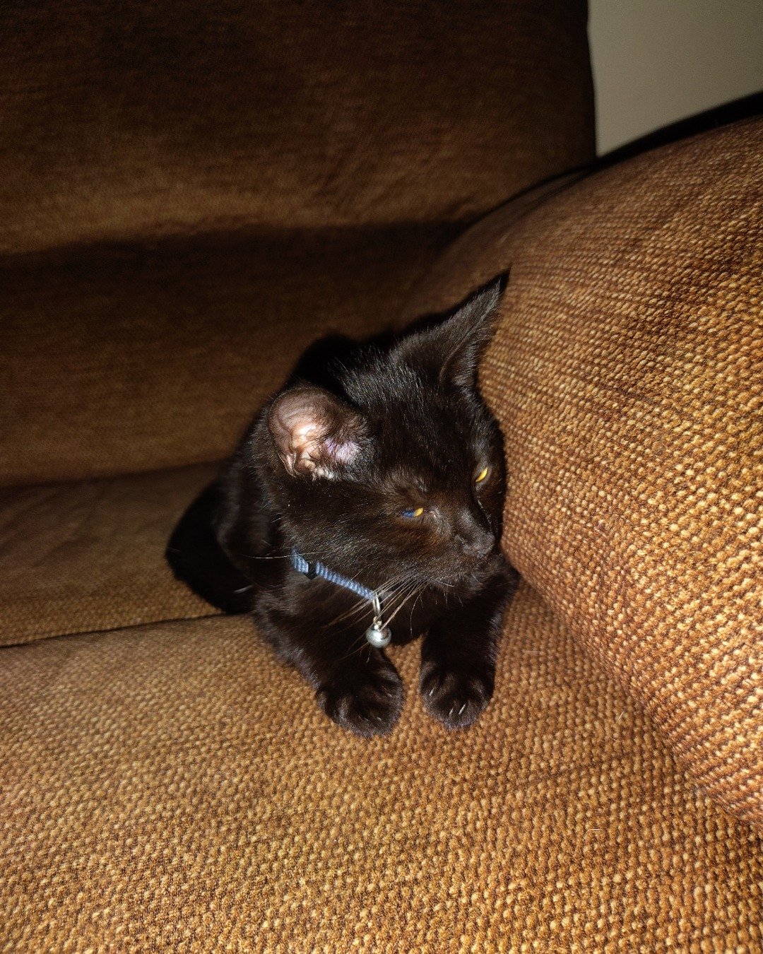 Fish. Couch, Furniture, Cat, Chair