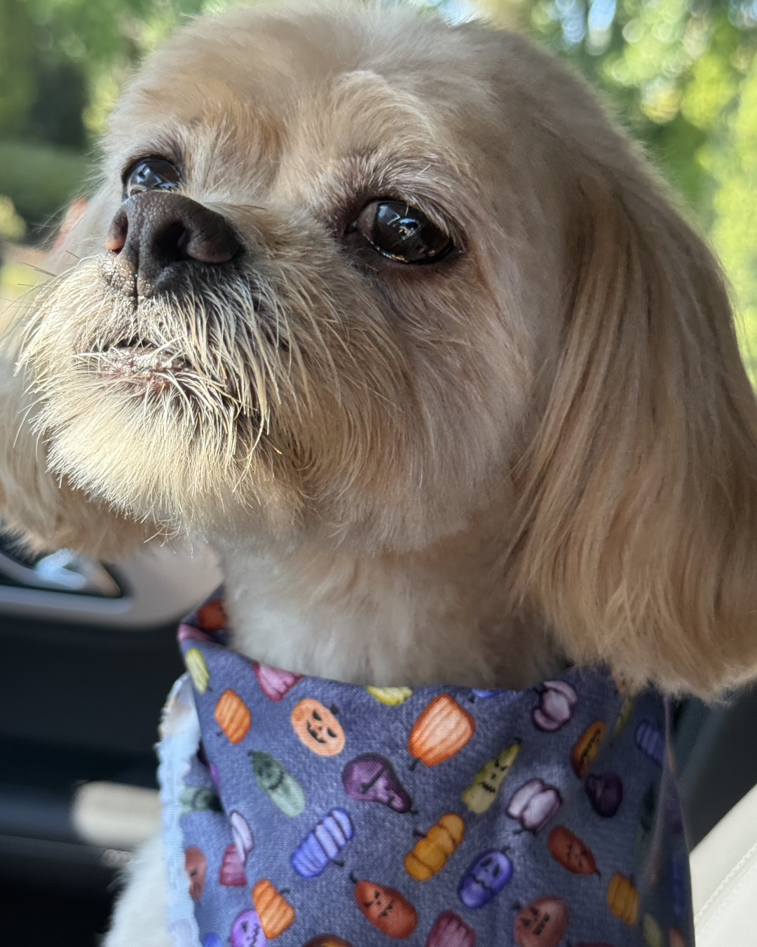 Chewie the Peekapoo. Dog