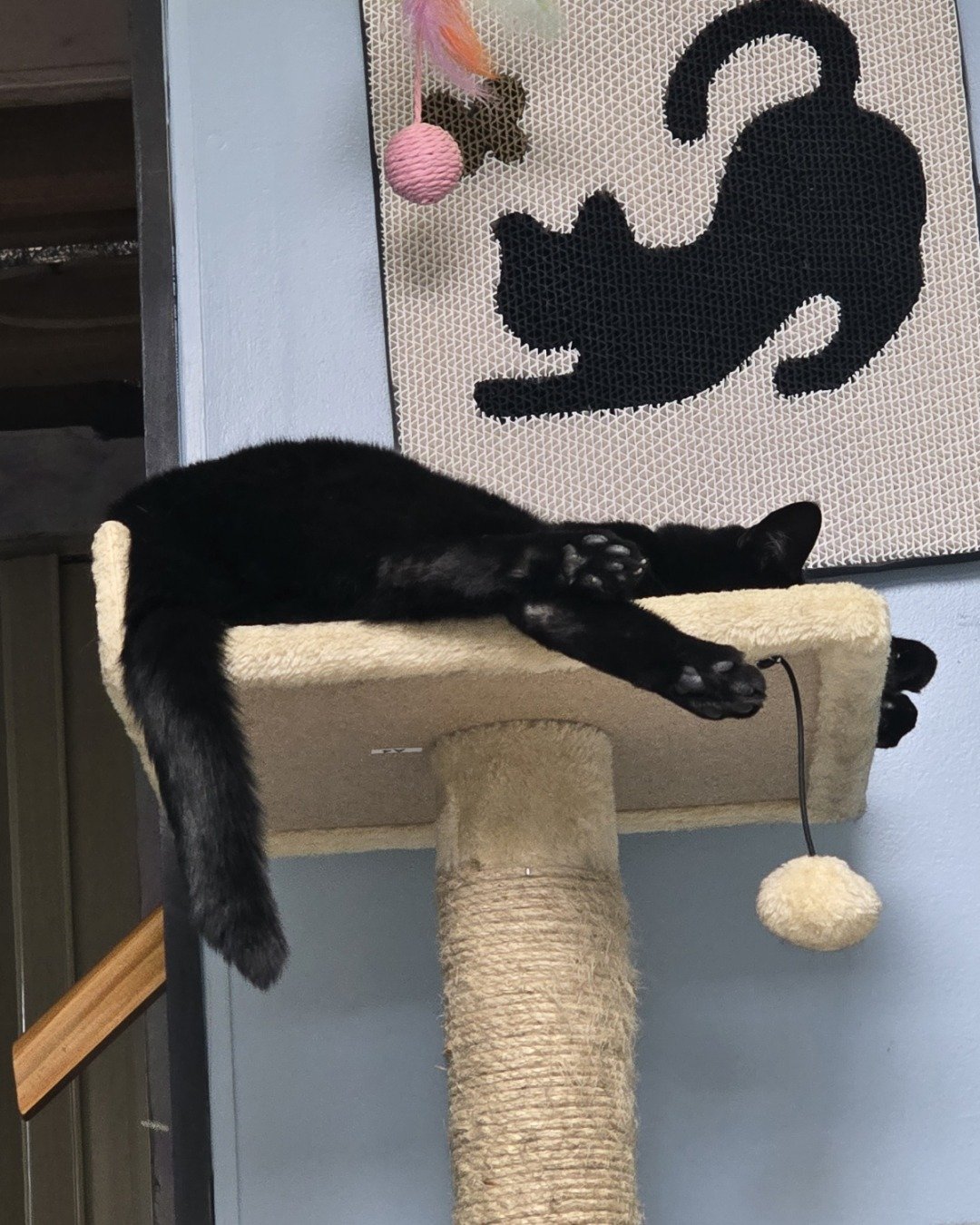 Balerion. Home Decor, Cat, Black Cat