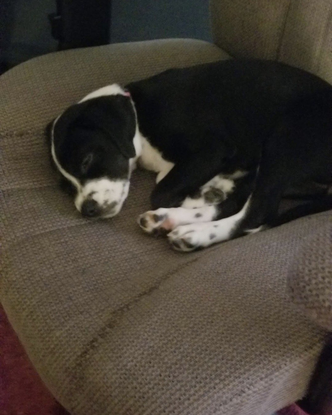 Bellaboo. Dog, Puppy, Furniture, Couch, Chair