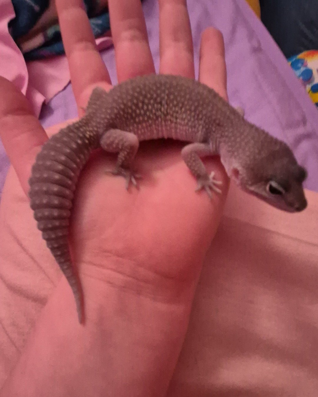 crystal the blizzard lepord gecko. Gecko, Lizard, Reptile, Body Part, Finger, Hand