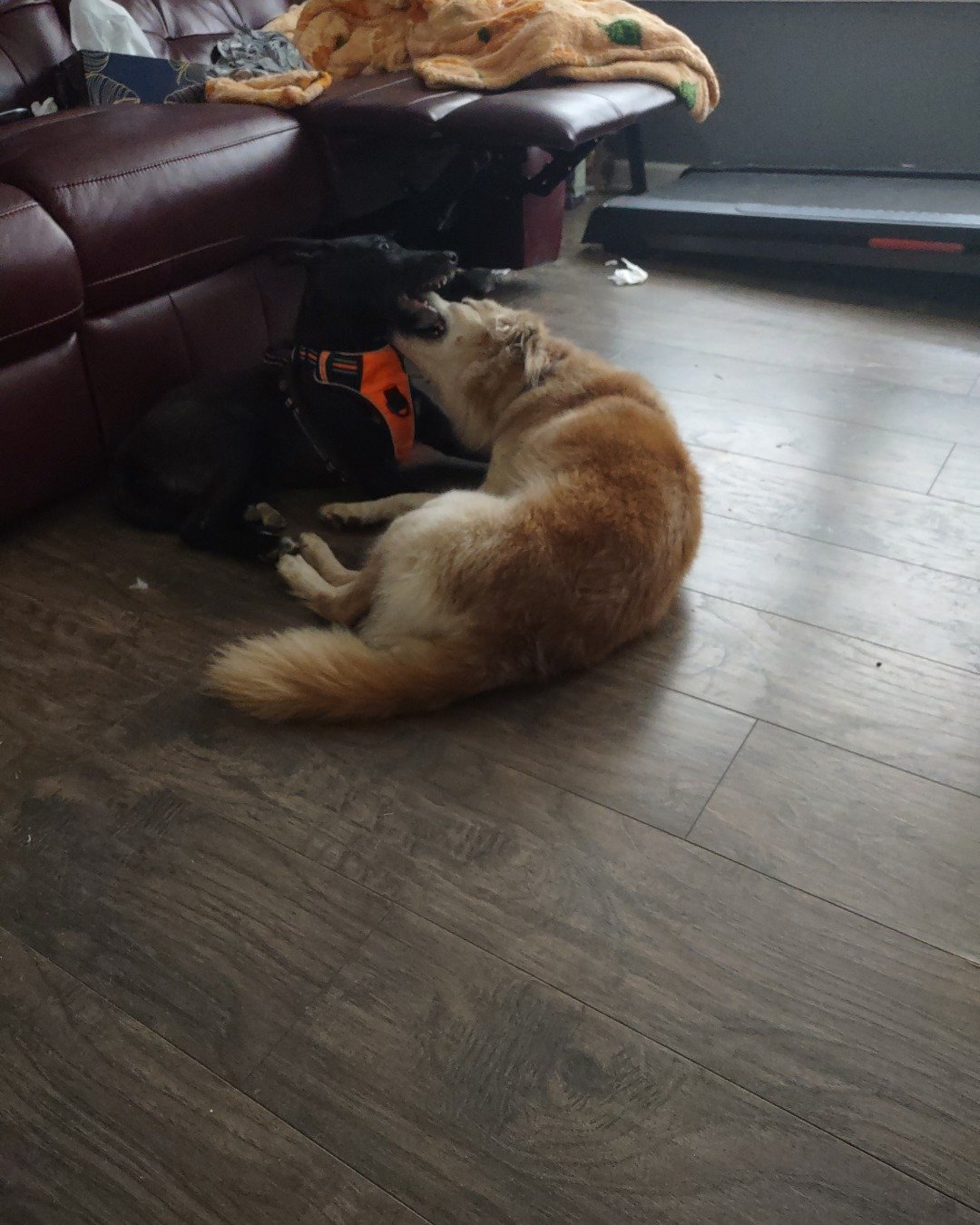 Star the Mini golden. Floor, Flooring, Indoors, Interior Design, Couch, Furniture