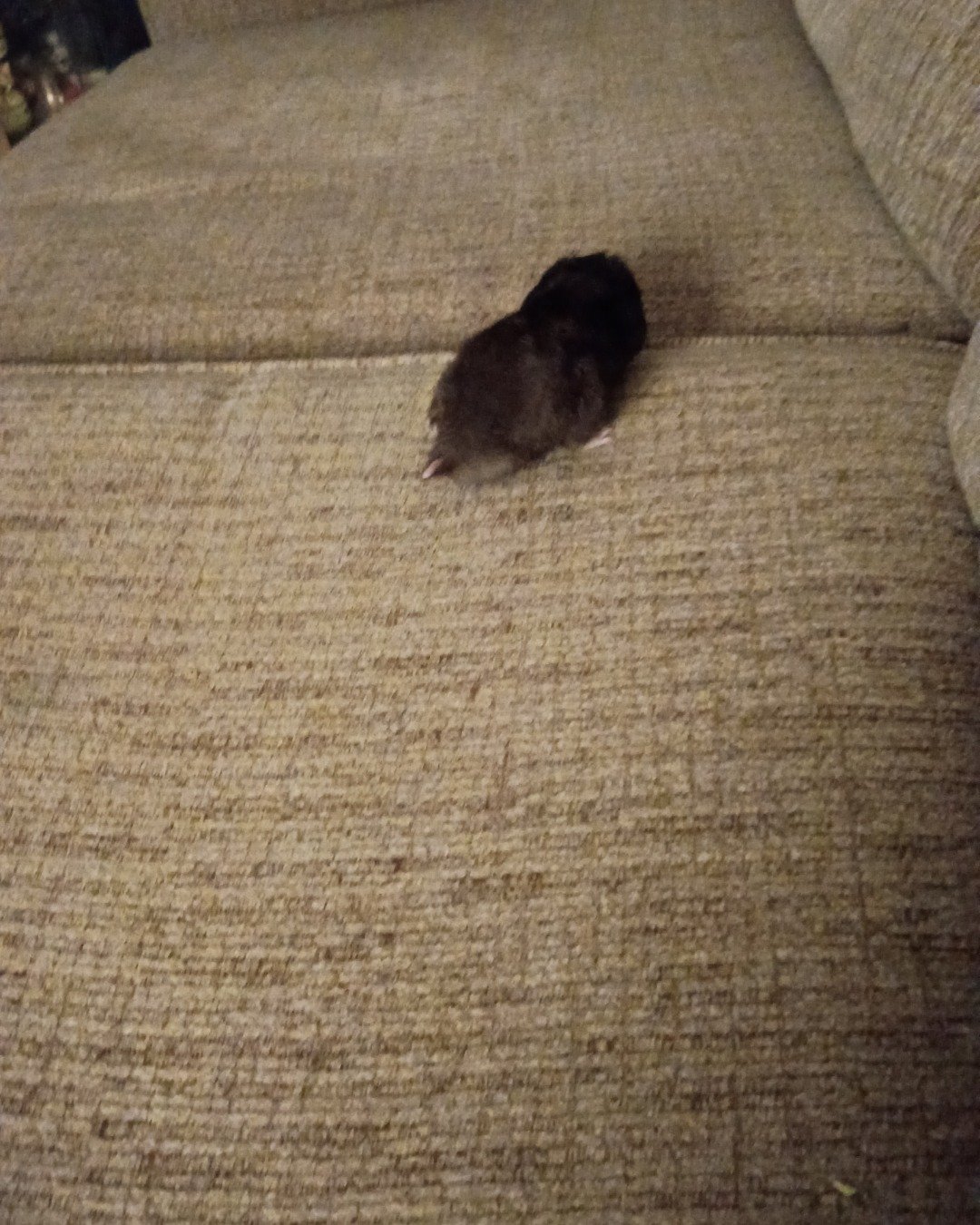 dean the black bear hamster. Rat, Rodent