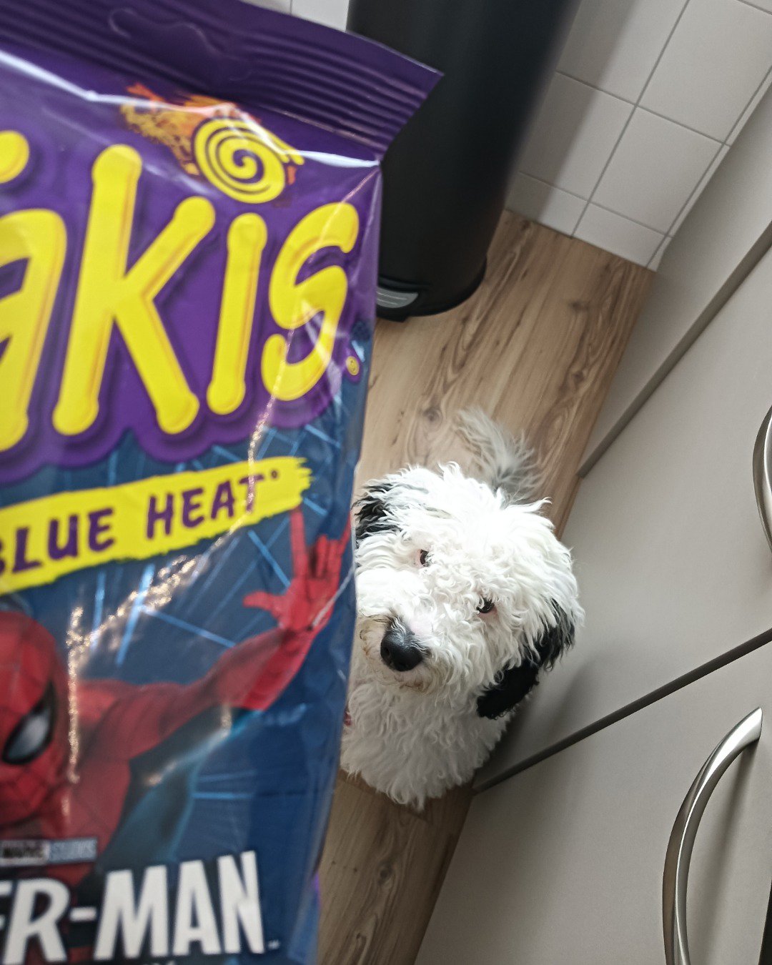 kiki the ausiedoodle. Dog