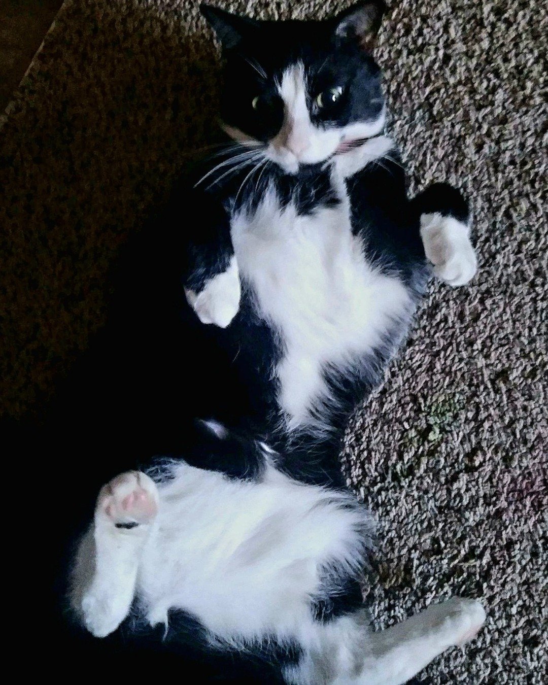 Nico di Angelo. Cat, Kitten, Manx