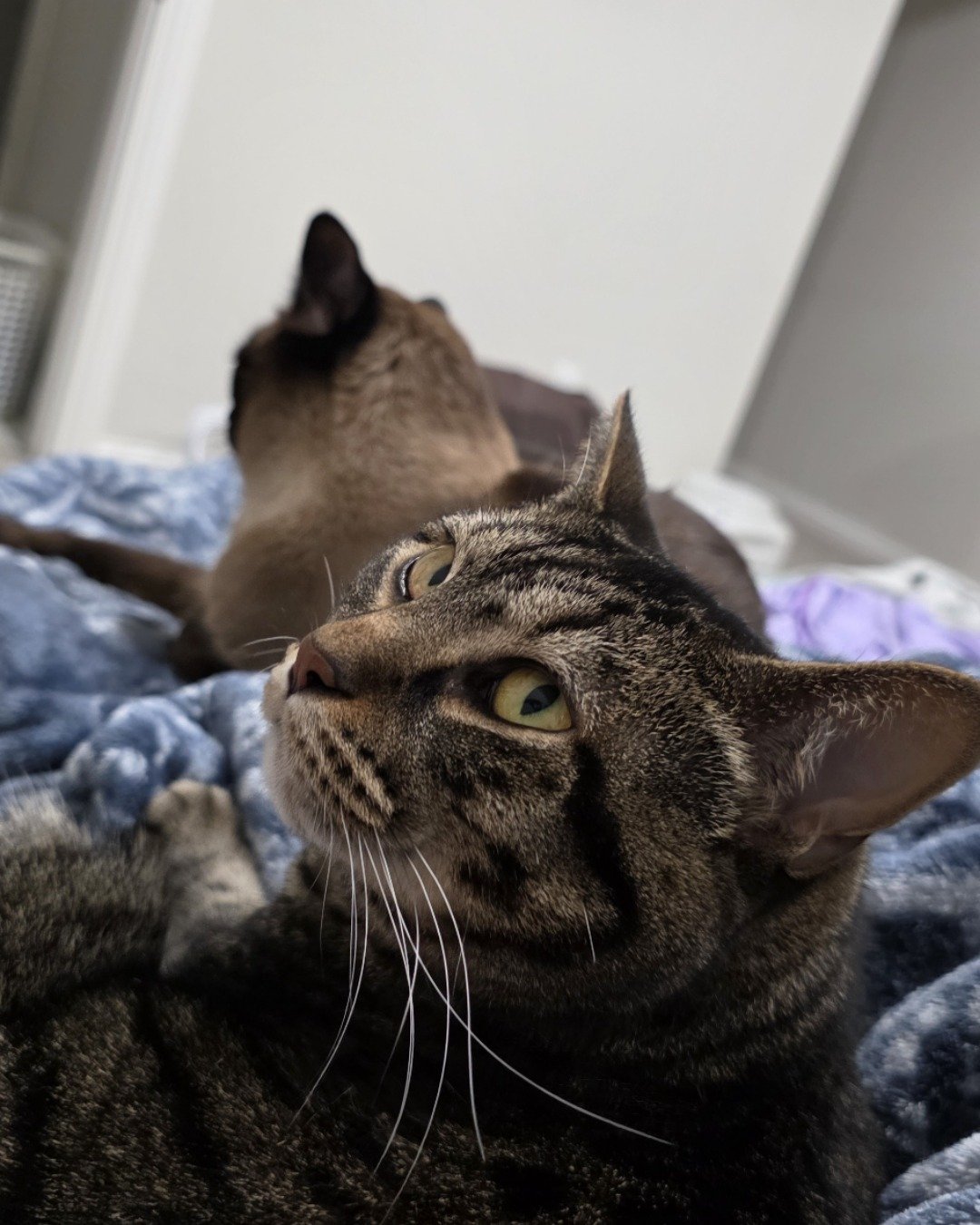 Kimchi. Cat, Abyssinian