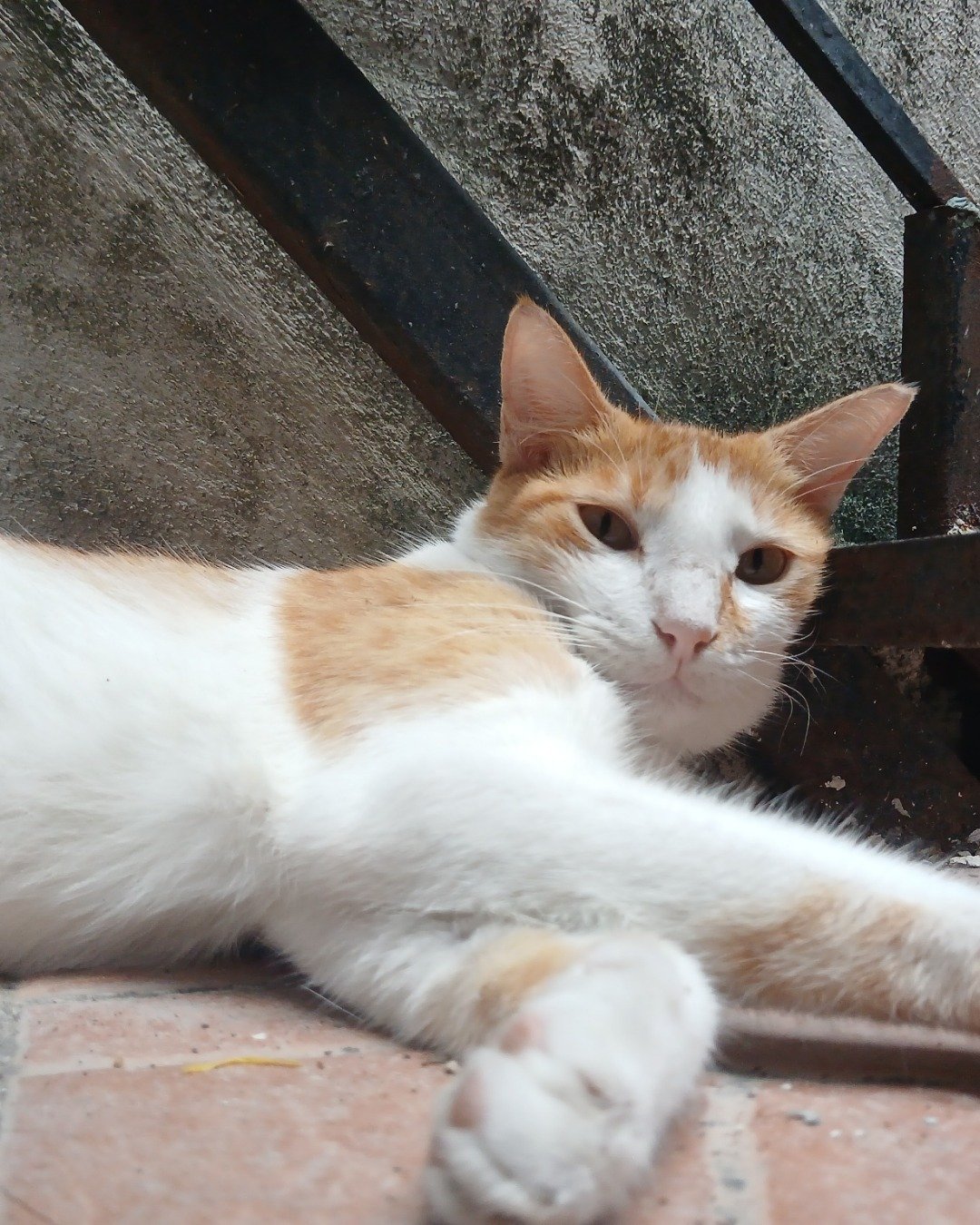 Mango. Cat, Kitten, Manx