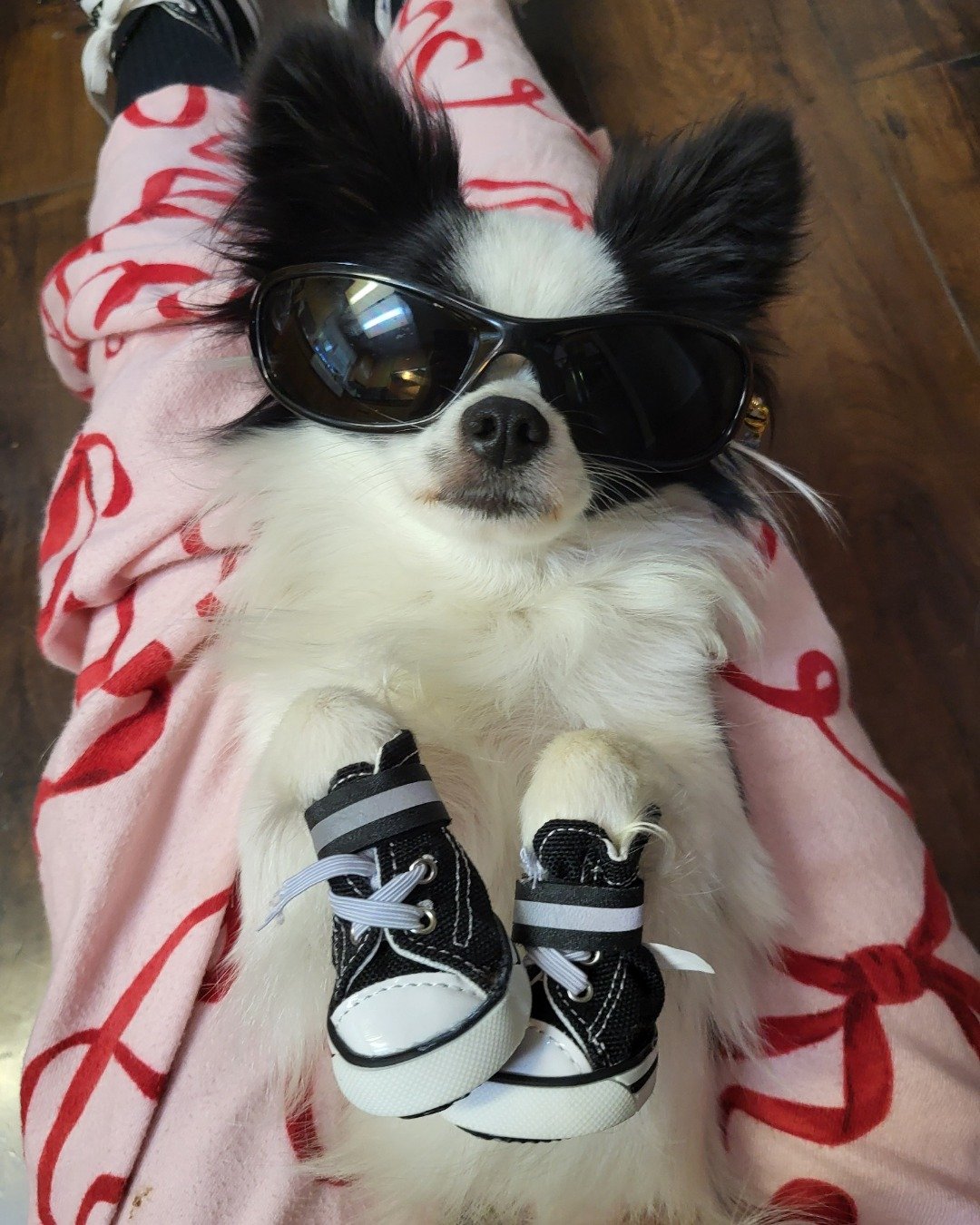 Danny the Long haired Chihuahua. Clothing, Footwear, Shoe, Accessories, Sunglasses, Sneaker