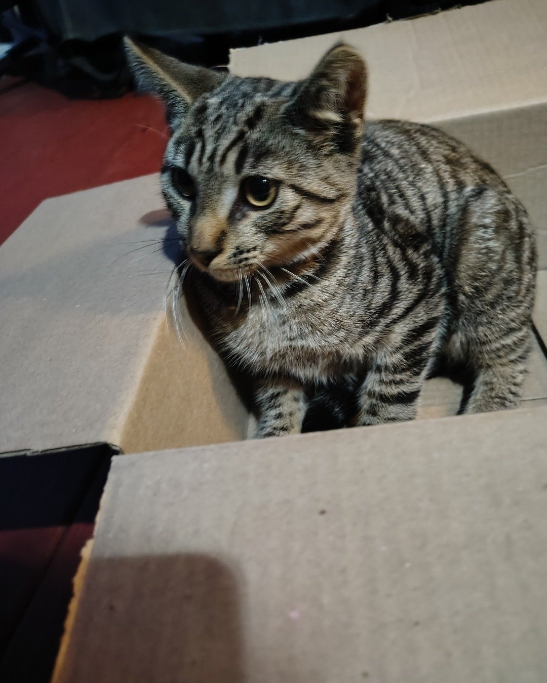 Zeus the domestic short hair. Box, Cat