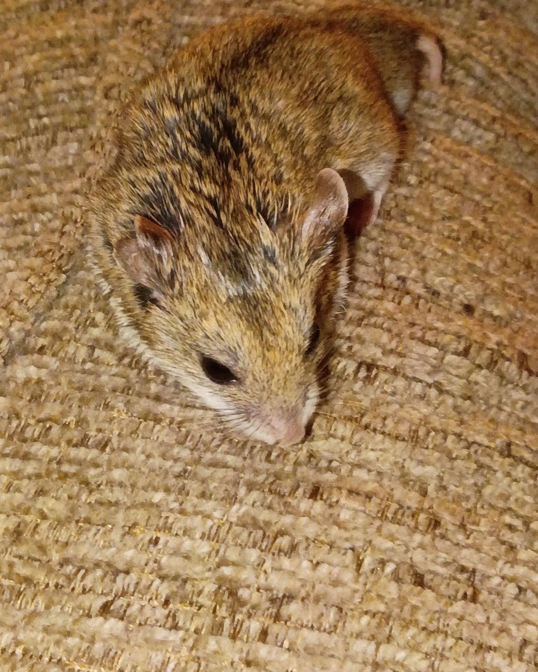 sam the cambell dwarf hamster. Rat, Rodent