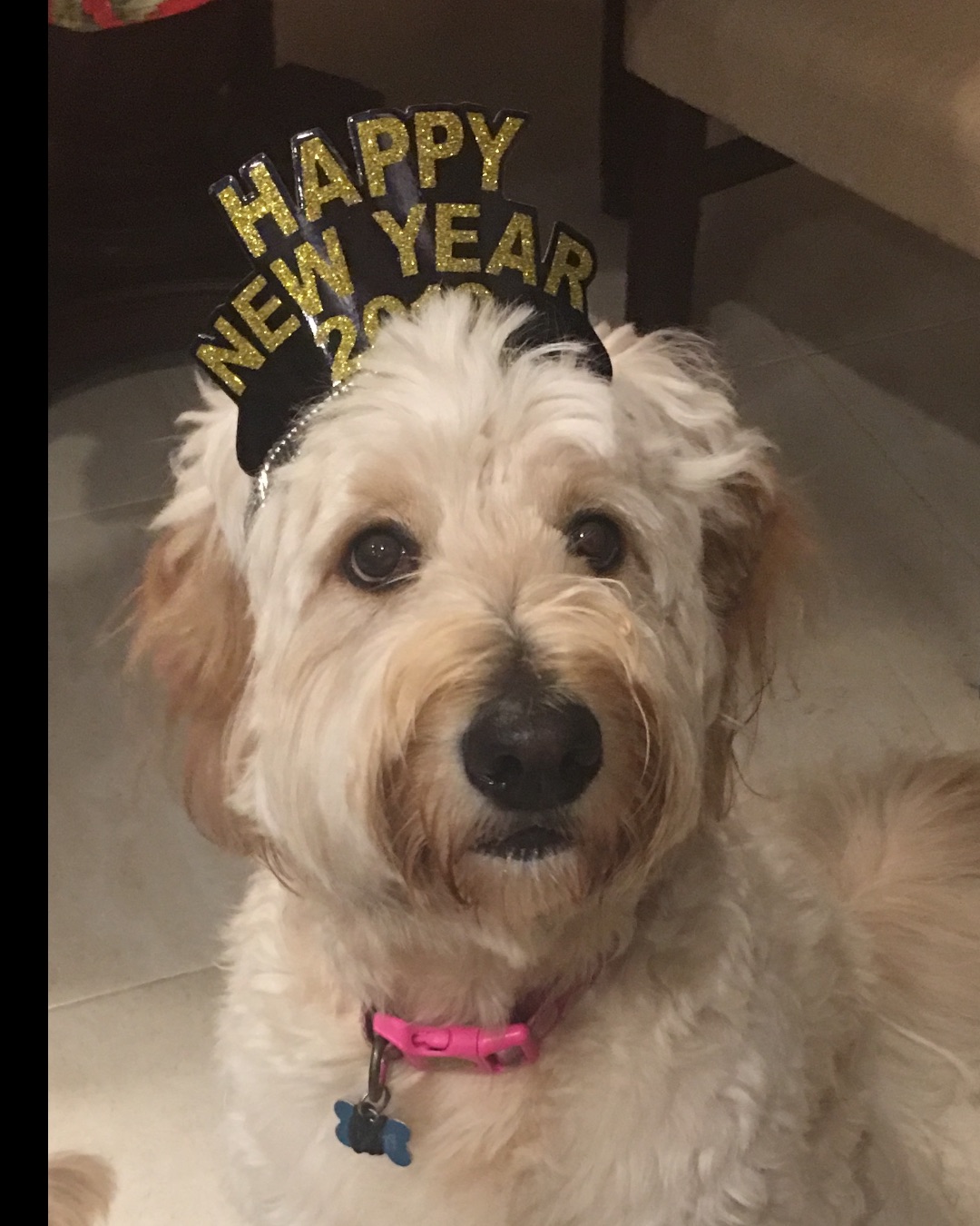 Bria the Goldendoodle