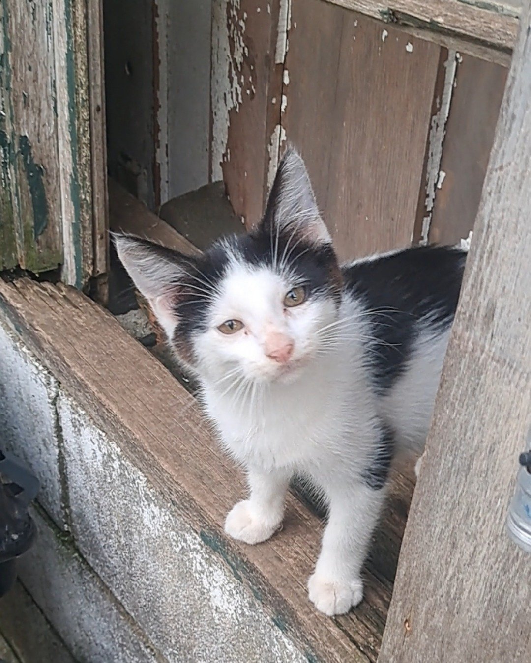 Little-Panda. Cat, Kitten, Wood