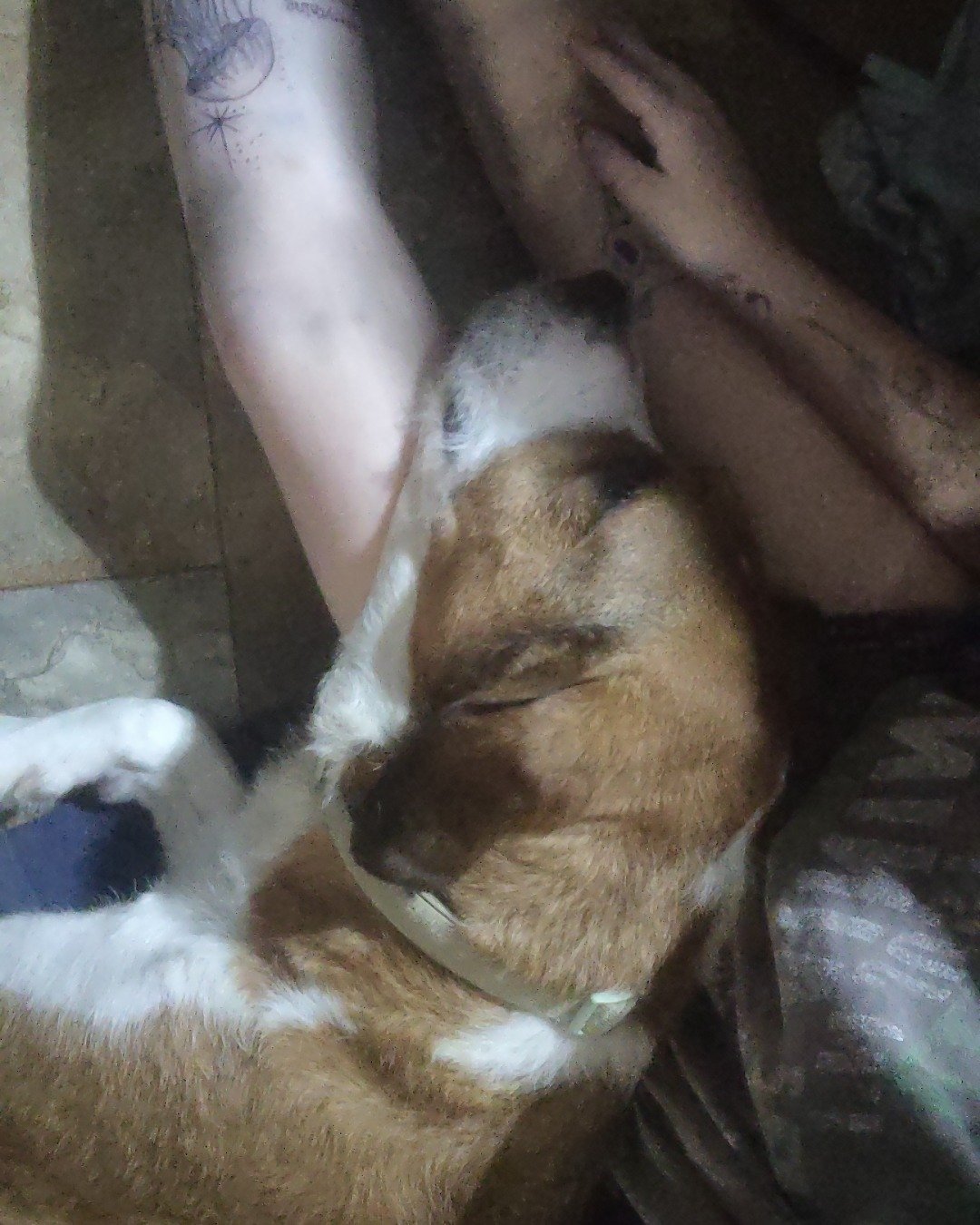 Copper the Labrodoodle pit. Person, Sleeping, Dog, Puppy, Skin, Tattoo