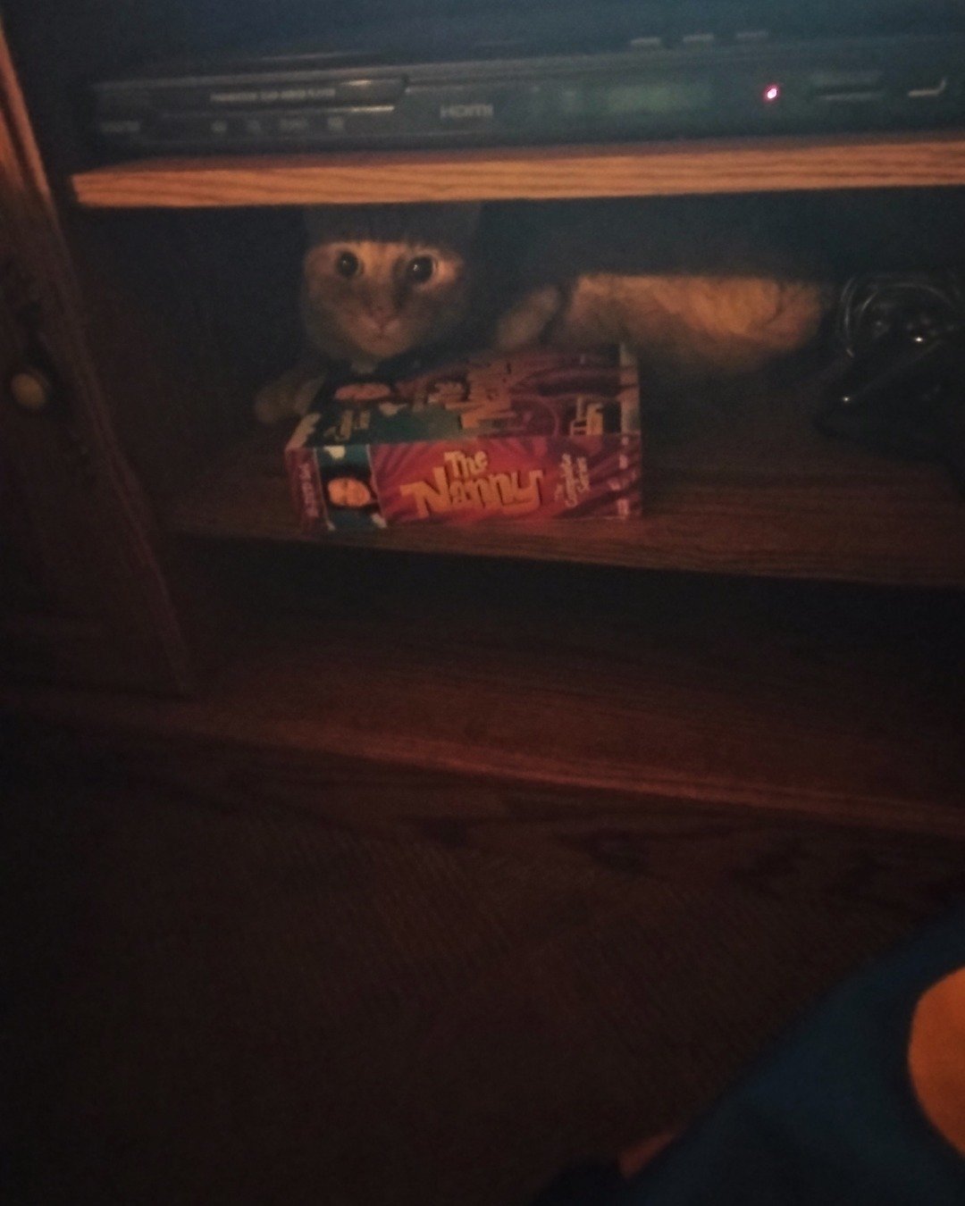Tiger. Shelf, Furniture, Closet, Cupboard, Drawer, Wood