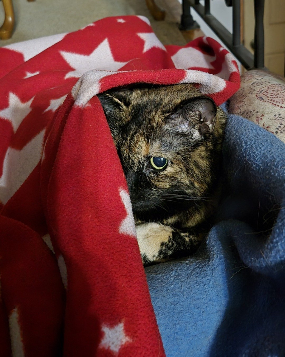 Zeros. Blanket, Cat