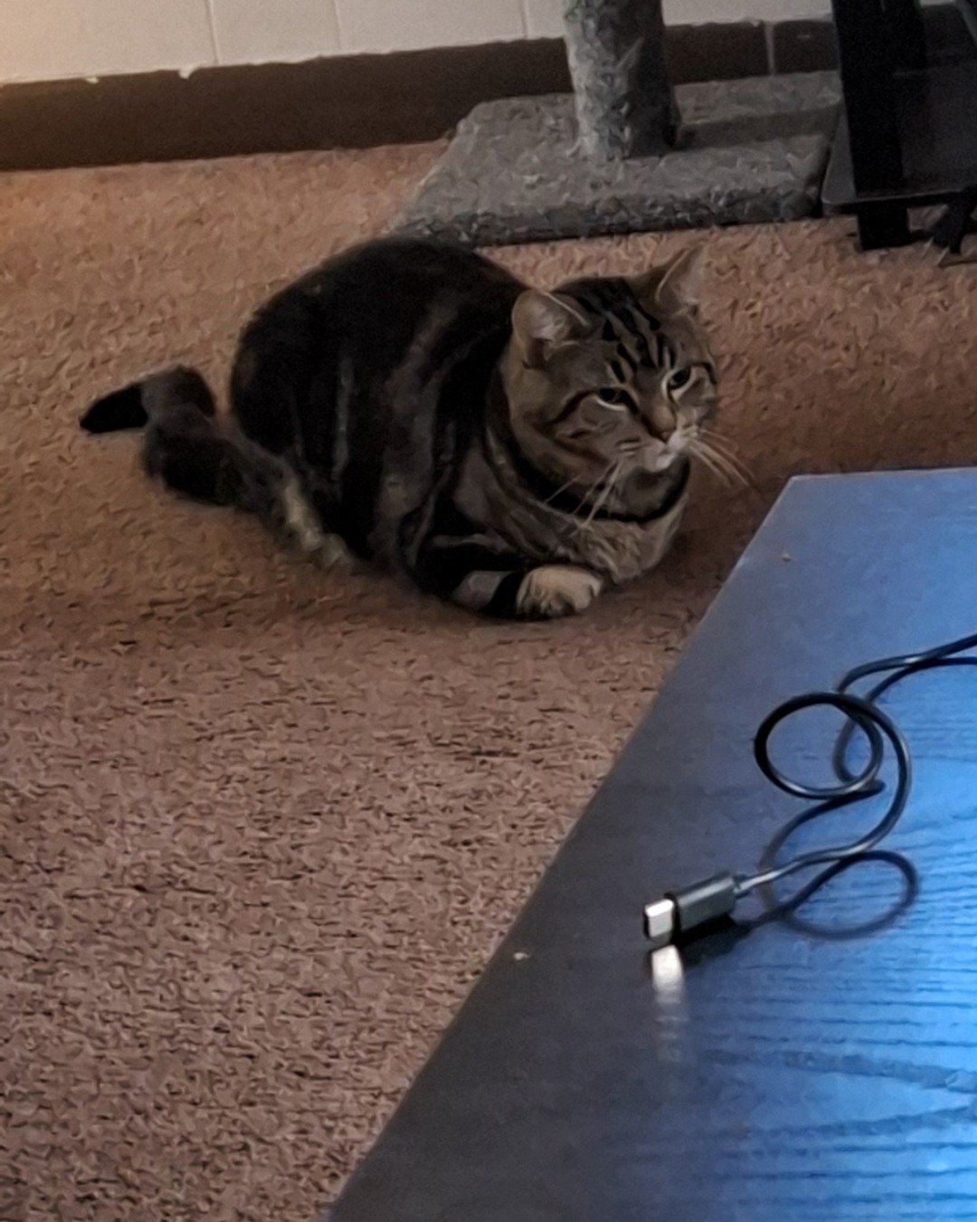 Hermes the taby. Floor, Flooring, Cat, Wood, Hardwood, Furniture