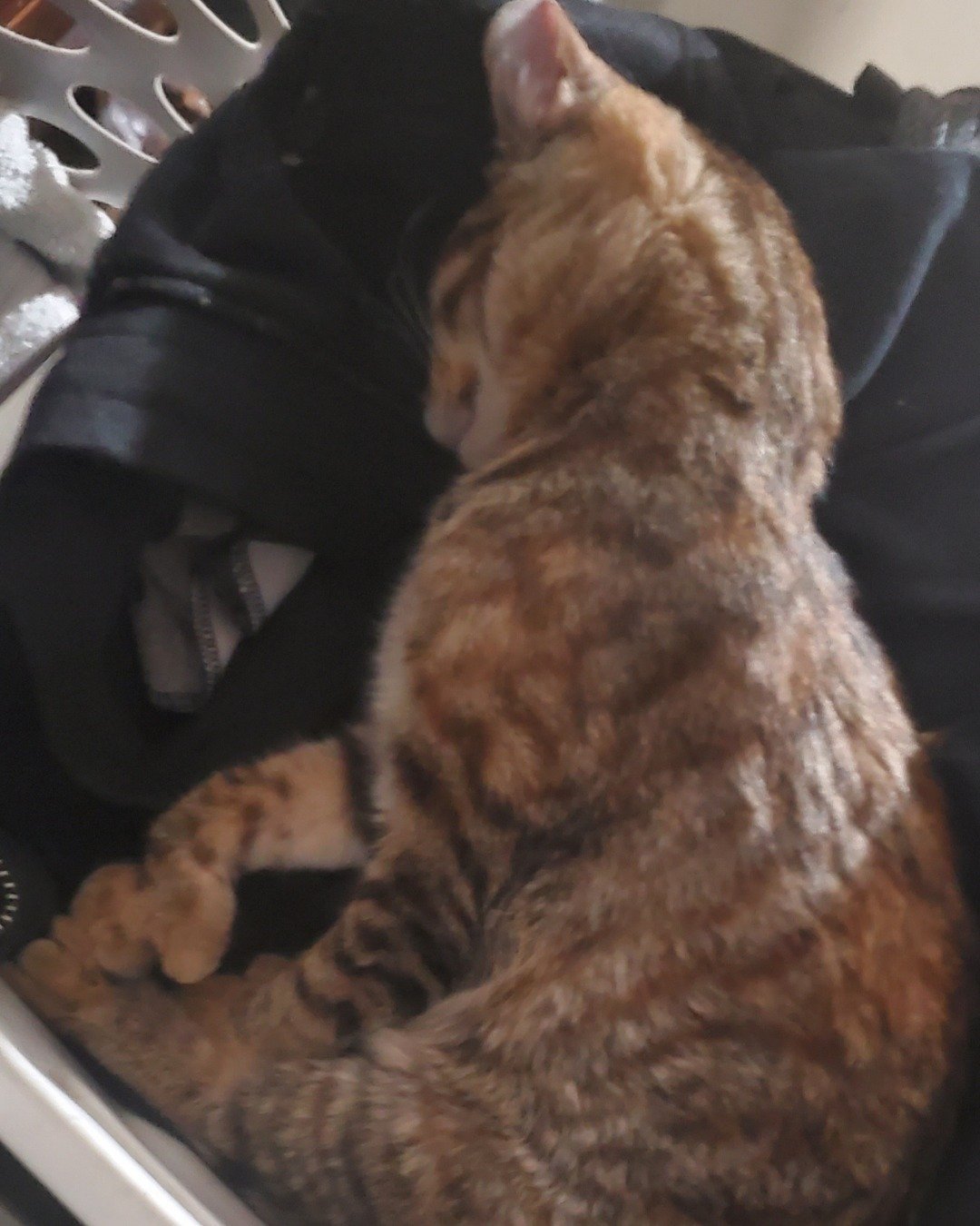 Ainé. Person, Sleeping, Cat