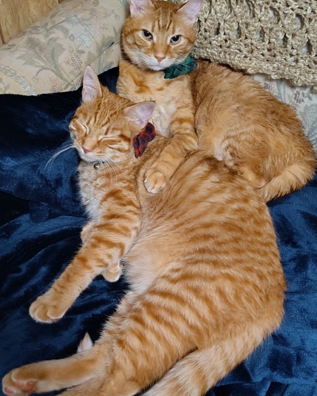 The Ginger Bros the Ginger. Cat, Manx, Couch, Furniture, Kitten