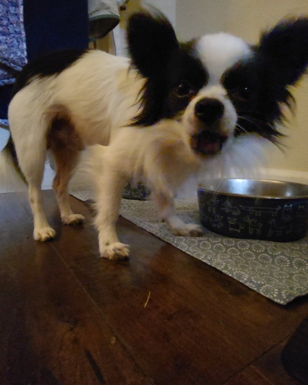Danny the Long haired Chihuahua. Cocker Spaniel, Dog, Papillon
