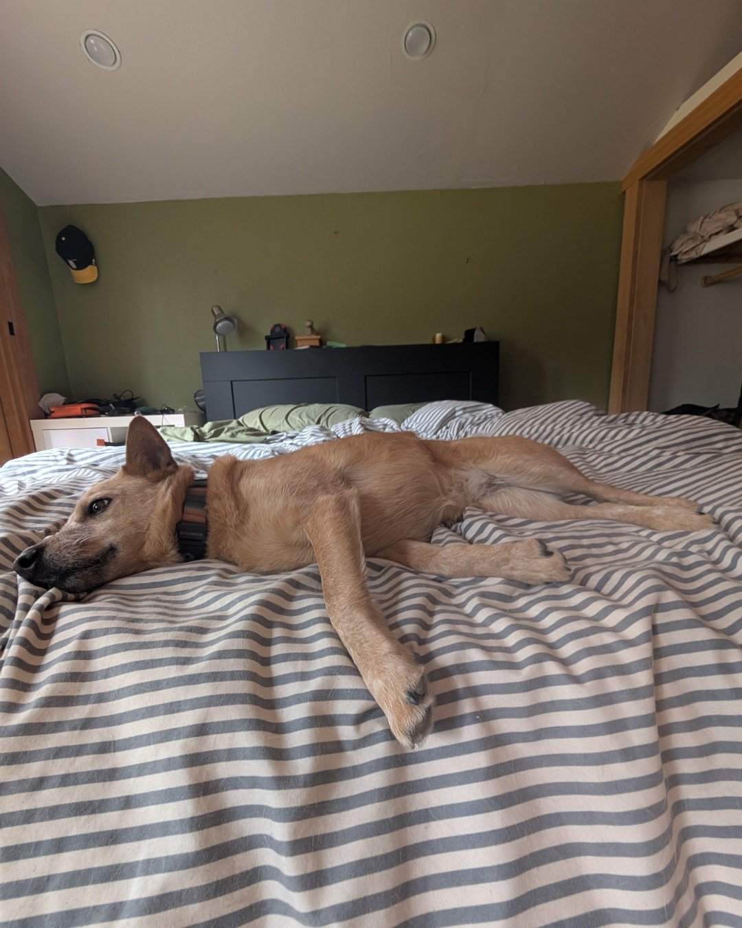 Sage the Australian Cattle Dog. Indoors, Interior Design, Furniture, Dog, Bed, Bedroom