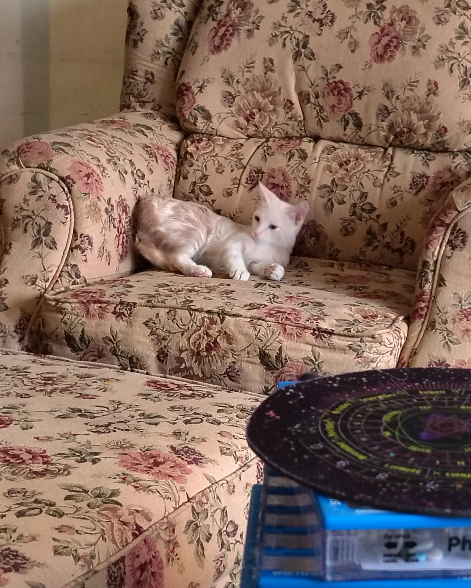Aphrodite the orange kitty. Furniture, Couch, Cat, Chair