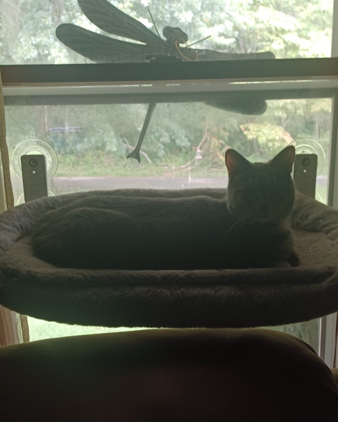 dutchess the short haired cat. Cat, Furniture, Plant, Potted Plant, Couch, Home Decor