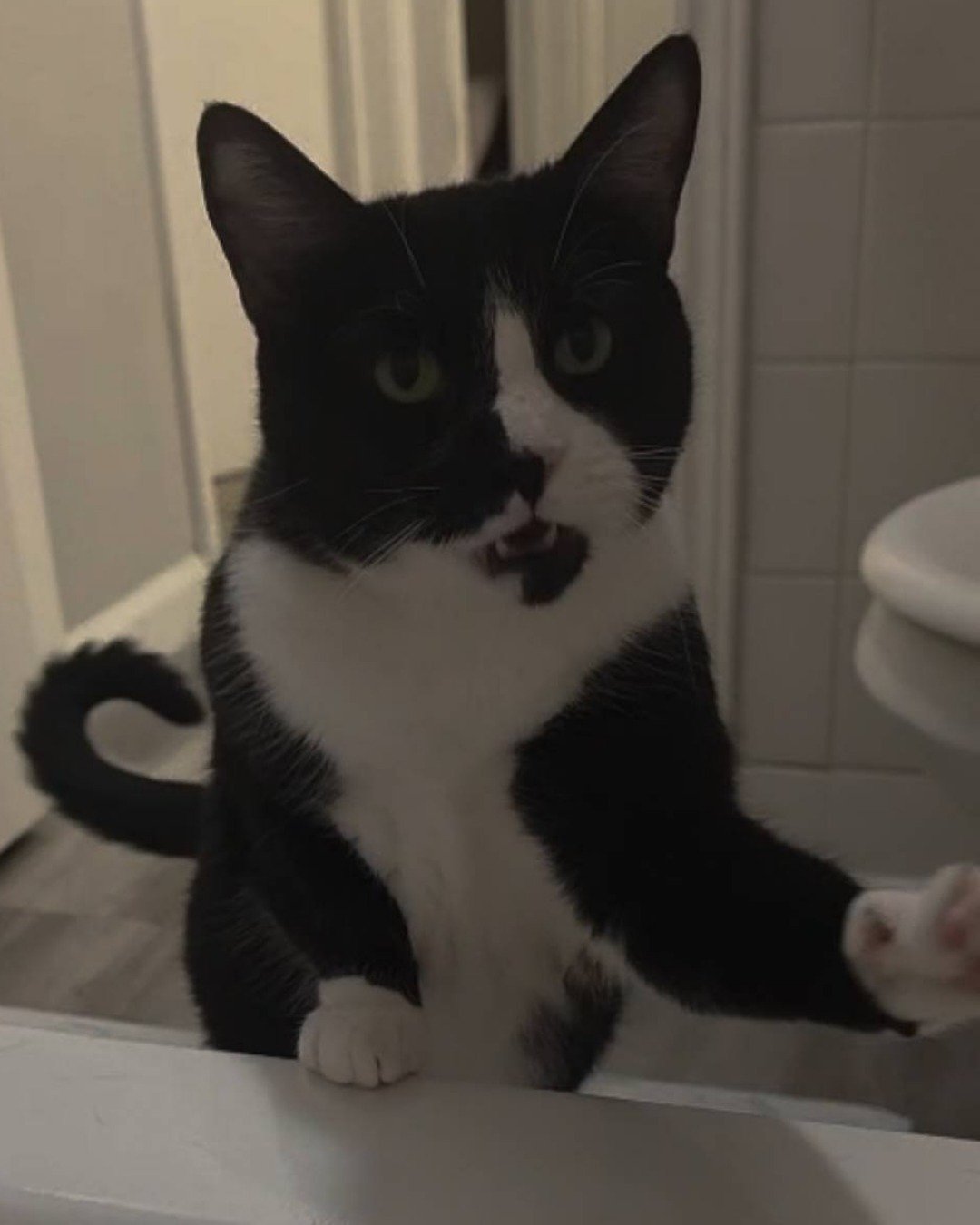 Lorelai the Tuxedo. Cat