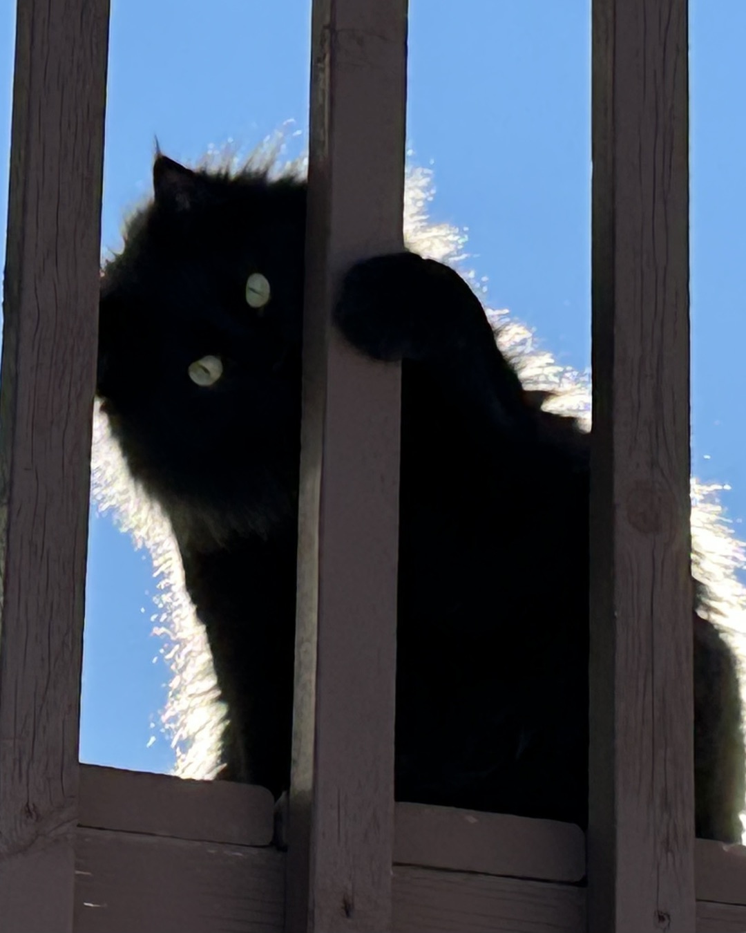 Ollie the Norwegian Forest Cat — Cat, Black Cat