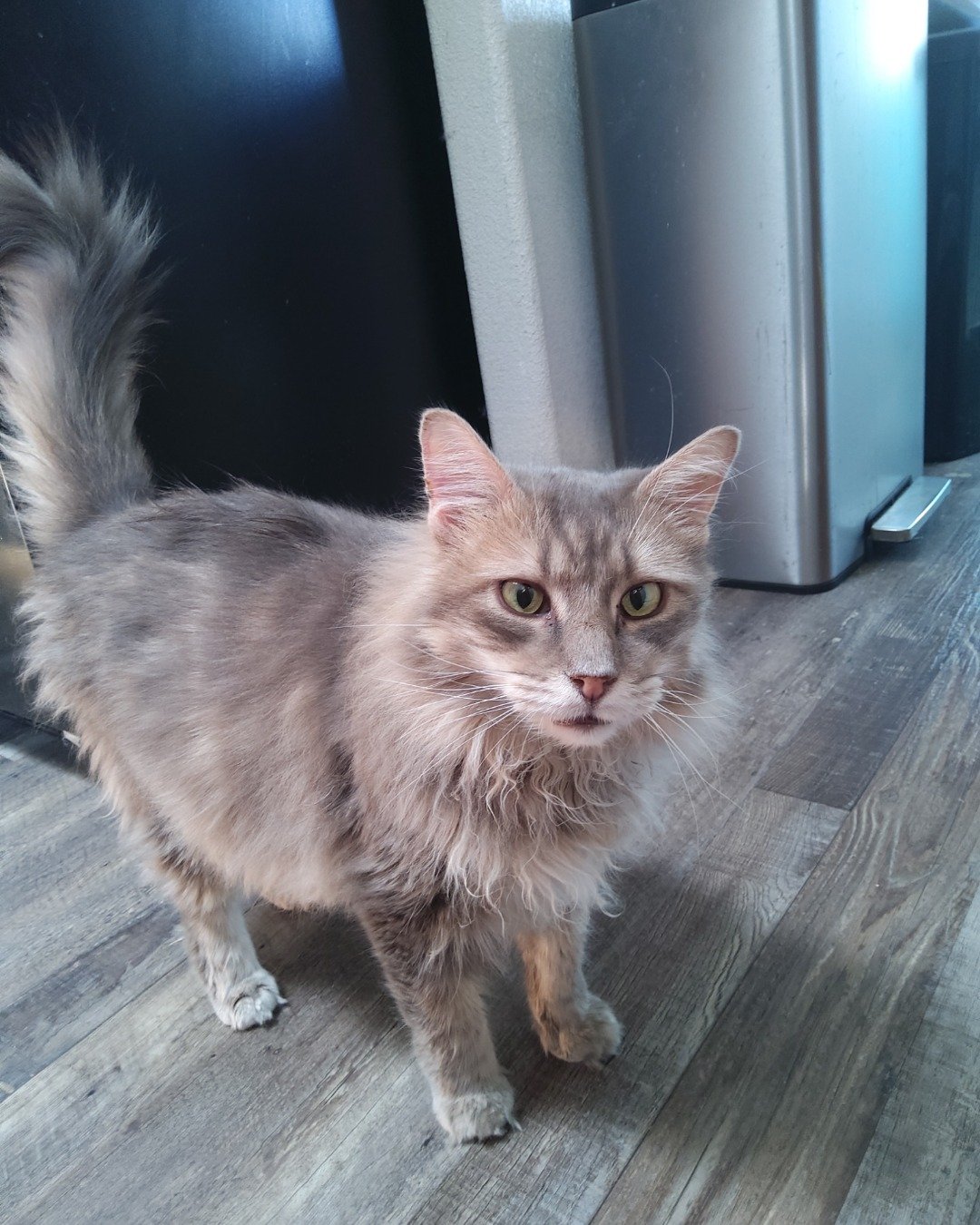 Logan the Long Haired Tabby. Wood, Floor, Flooring, Cat, Hardwood