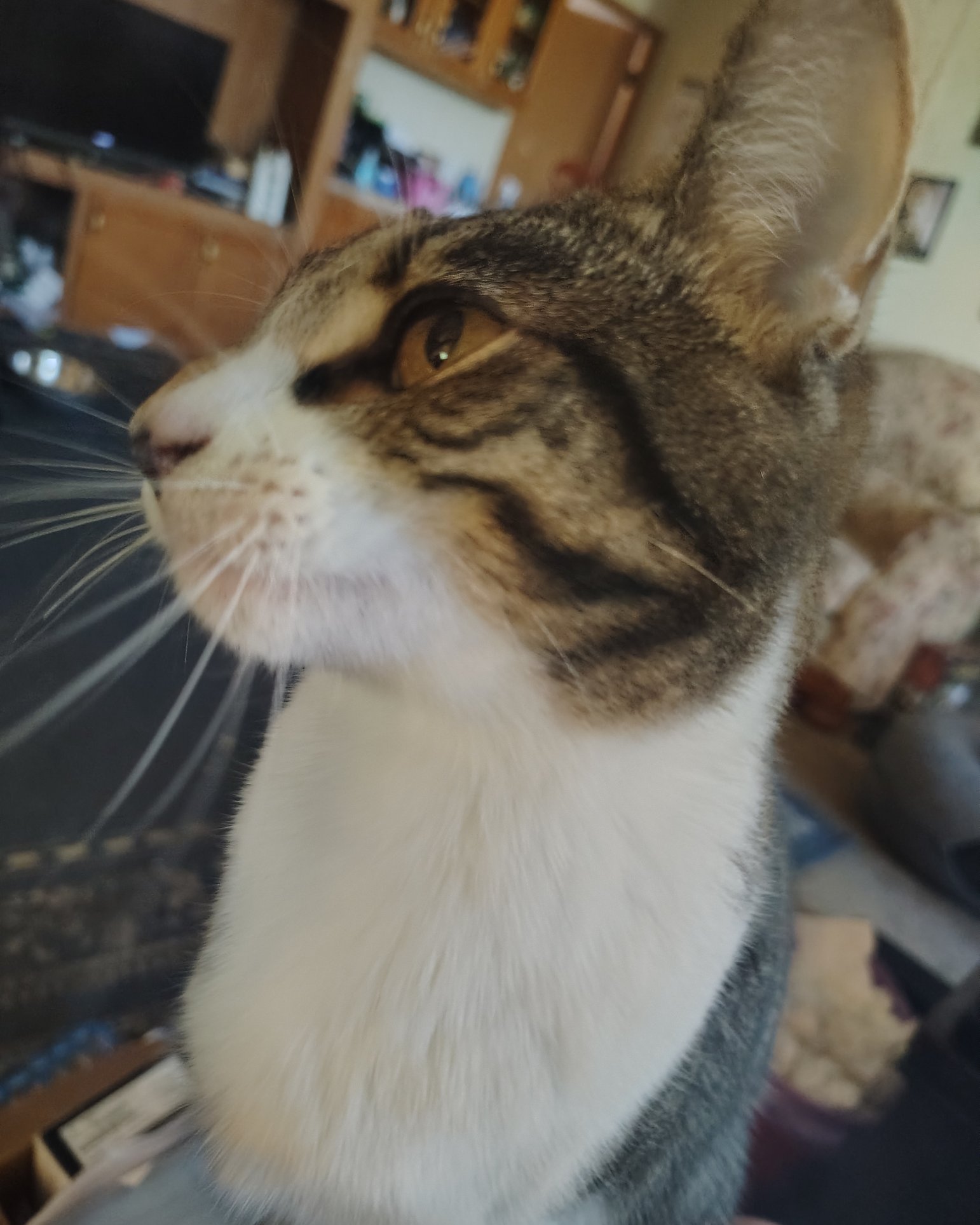 Athena. Abyssinian, Cat, Electronics, Screen, Computer Hardware, Hardware