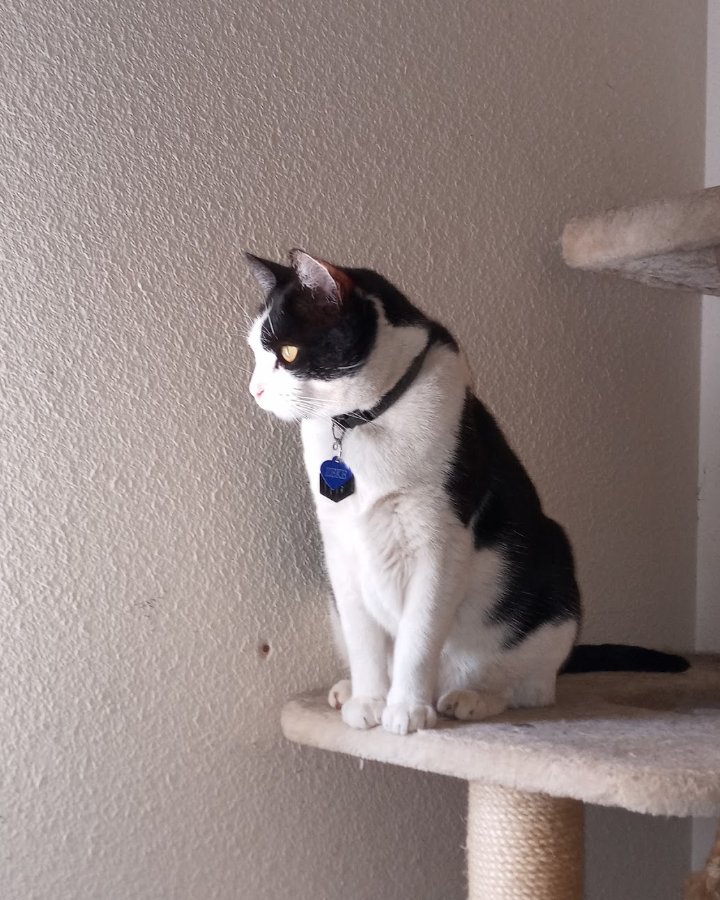 Zeke. Accessories, Cat, Kitten
