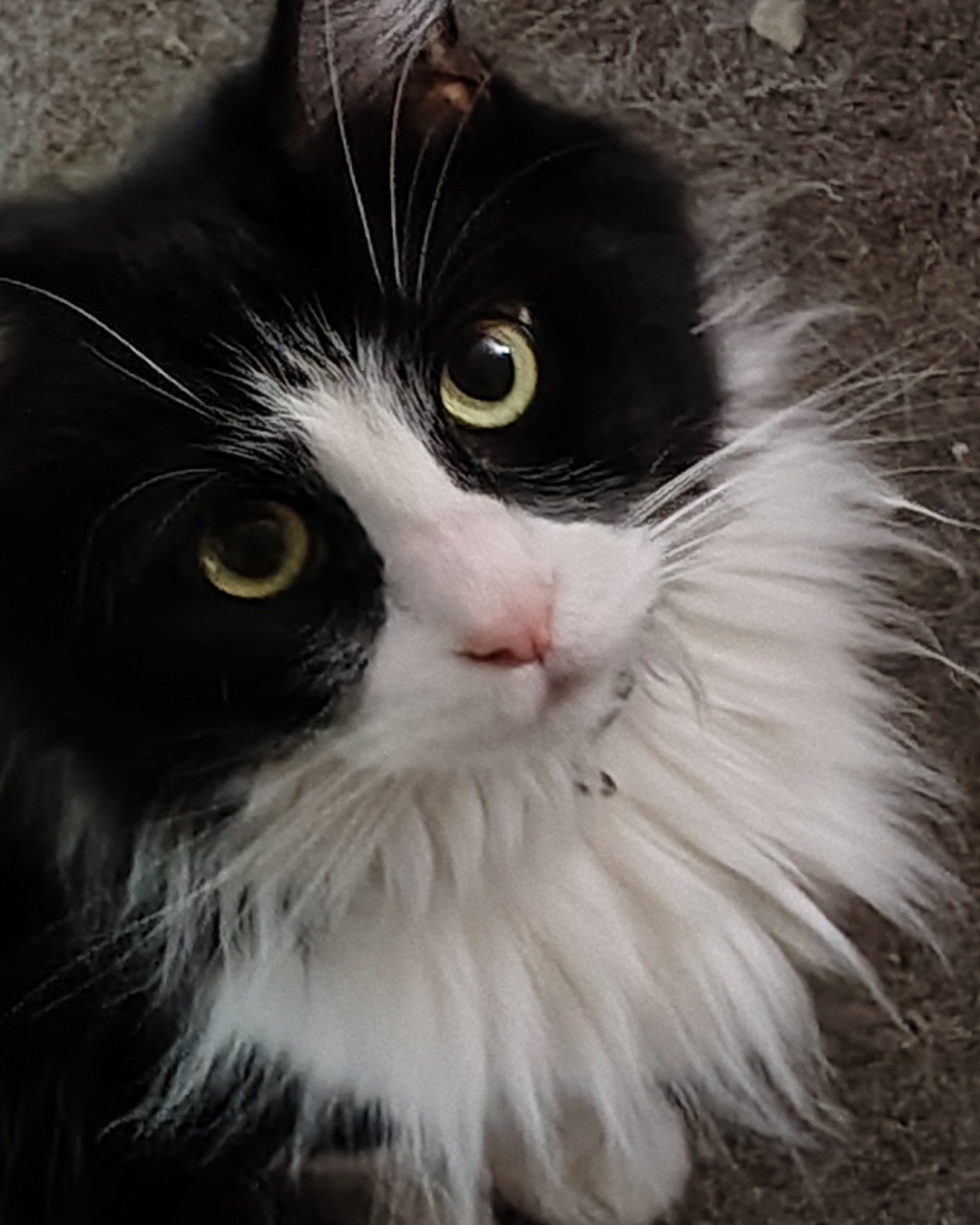 Day the Tuxedo. Cat, Kitten