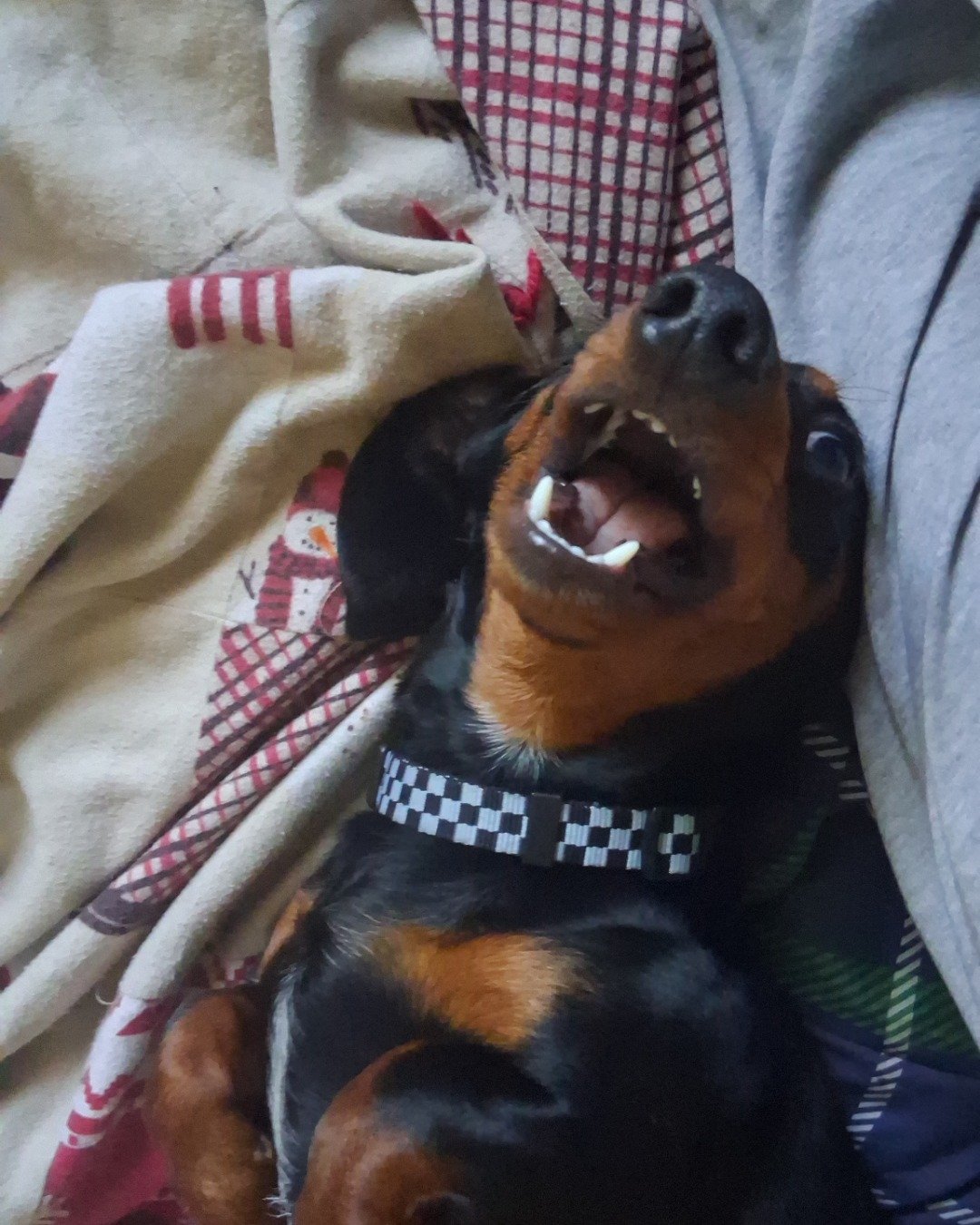 maximus the dachshund. Dog, Puppy, Blanket, Hound, Person, Home Decor