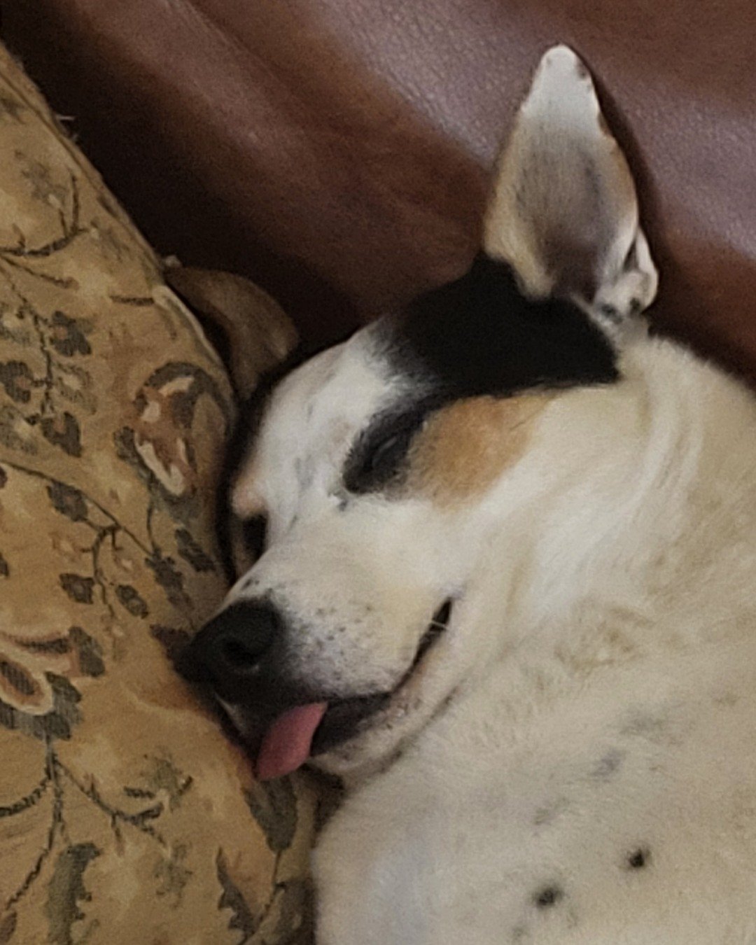 Billy the 1/4 Chihuahua 3/4 Queensland healer. Person, Sleeping, Dog, Puppy, Cushion, Home Decor