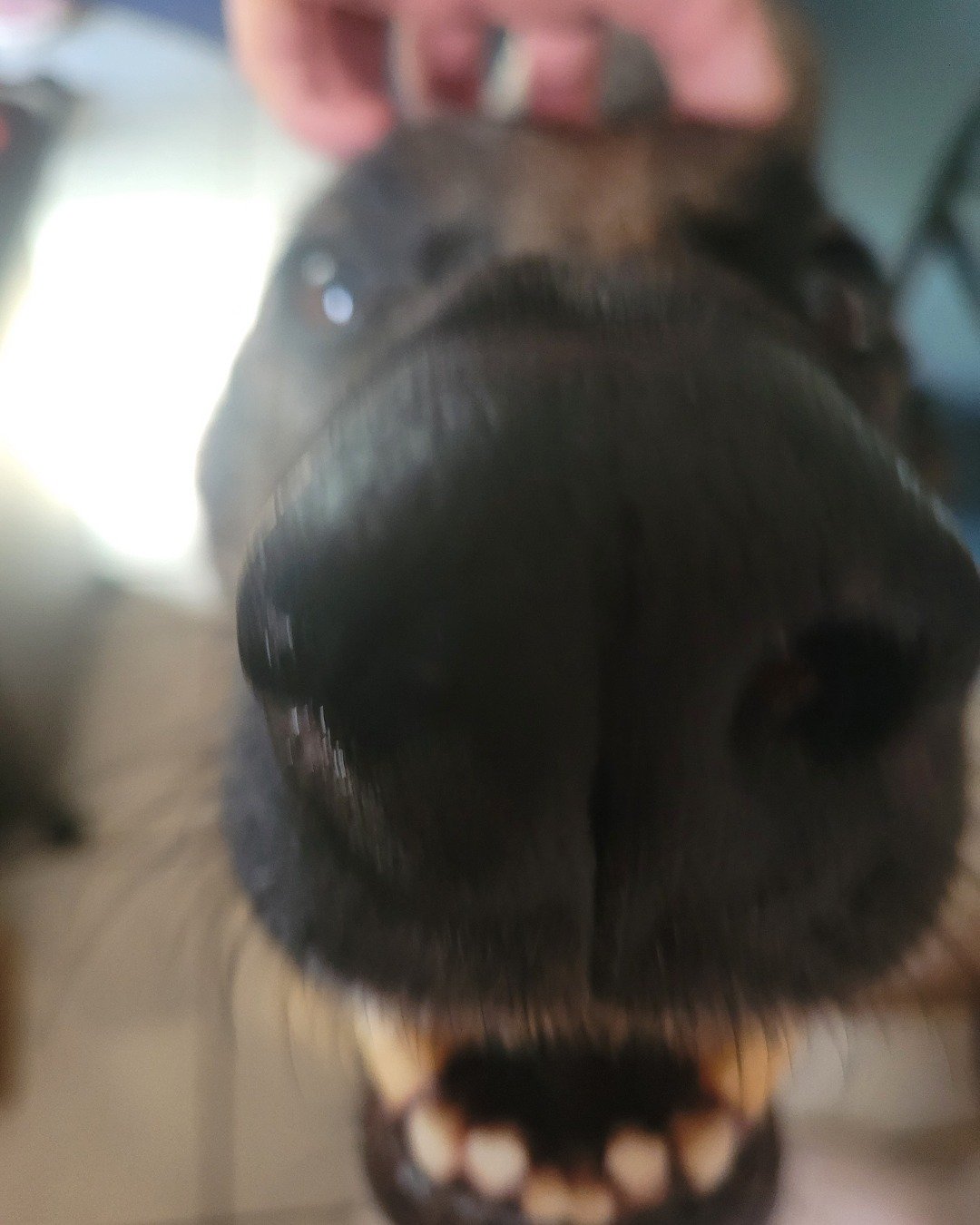 Jack. Snout, Dog, Puppy, Hound, Person