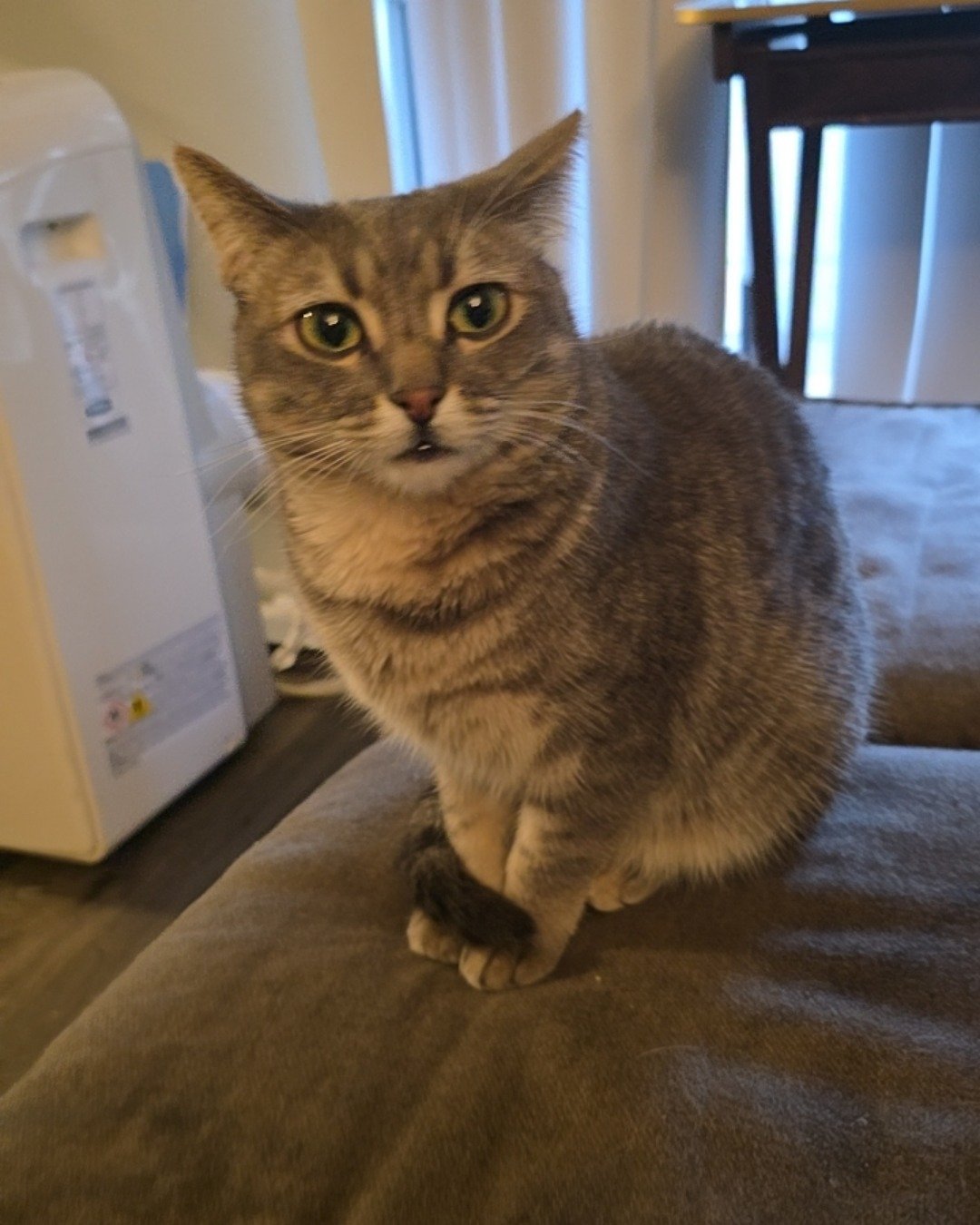 Stormie the Unsure. Abyssinian, Cat