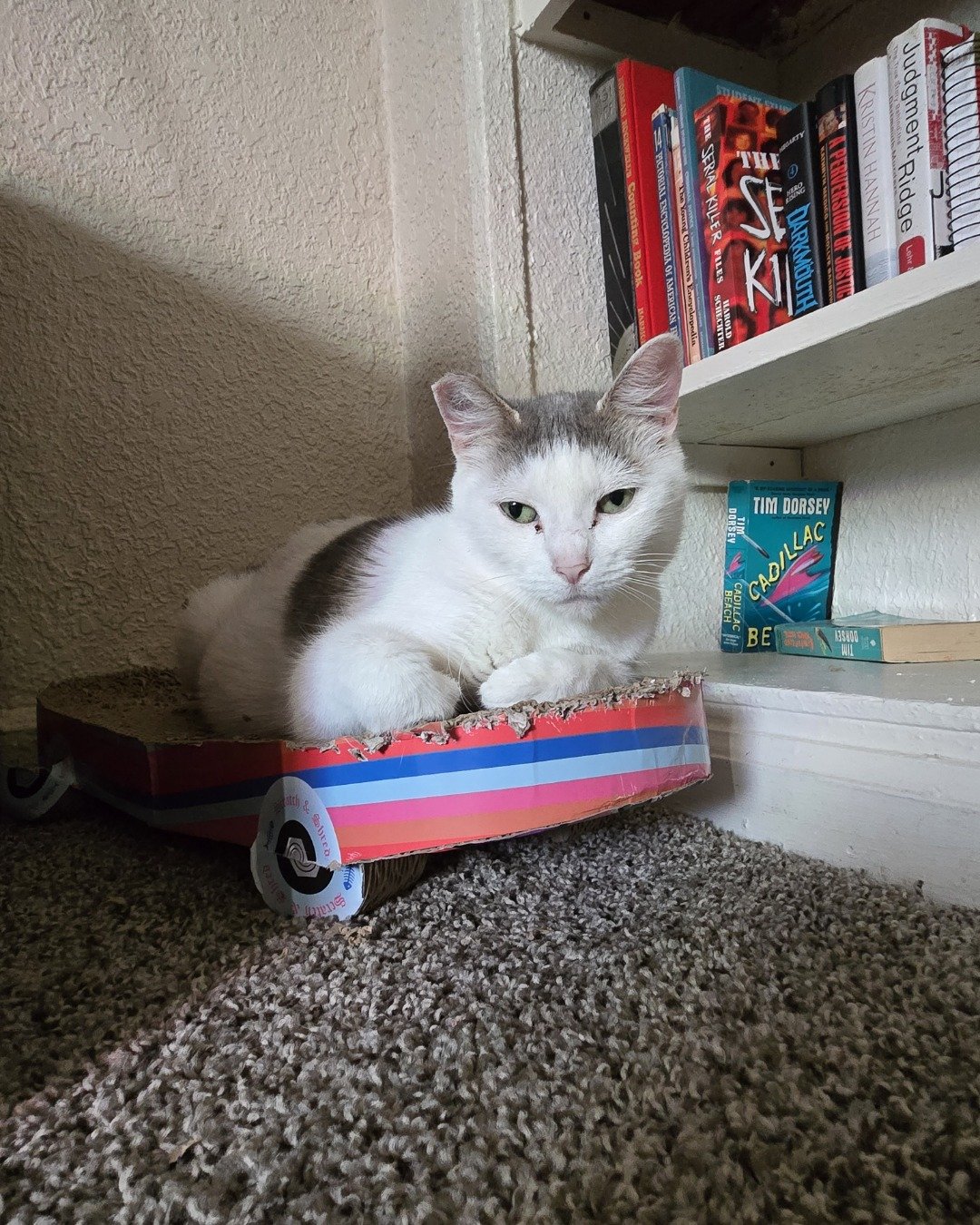 Mama's. Furniture, Cat, Bookcase, Shelf, Kitten