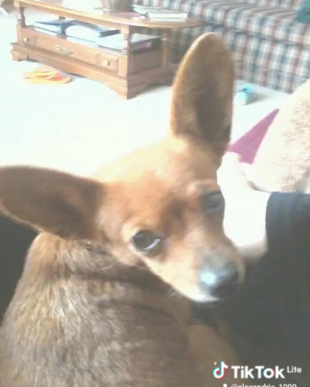 Honeymoon the chawinnie. Chihuahua, Dog, Puppy