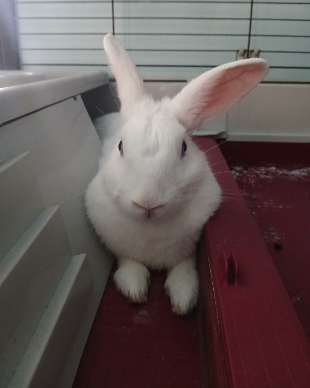 pinky. Hare, Rodent, Rat, Rabbit