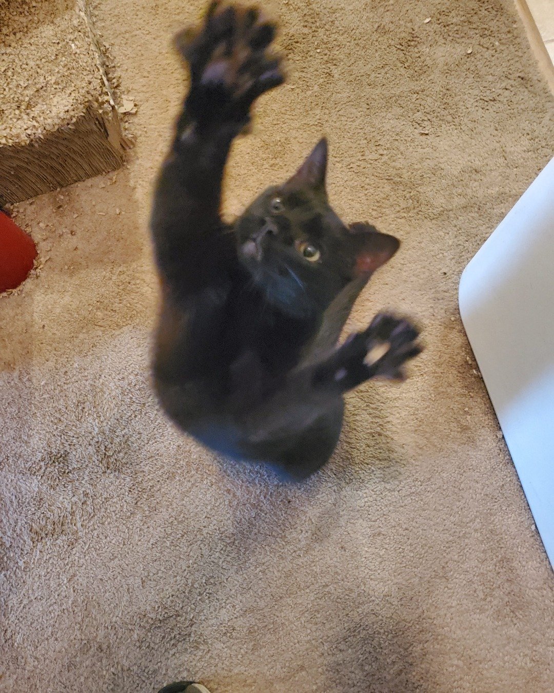 Whiskey. Cat, Dog, Puppy, Black Cat
